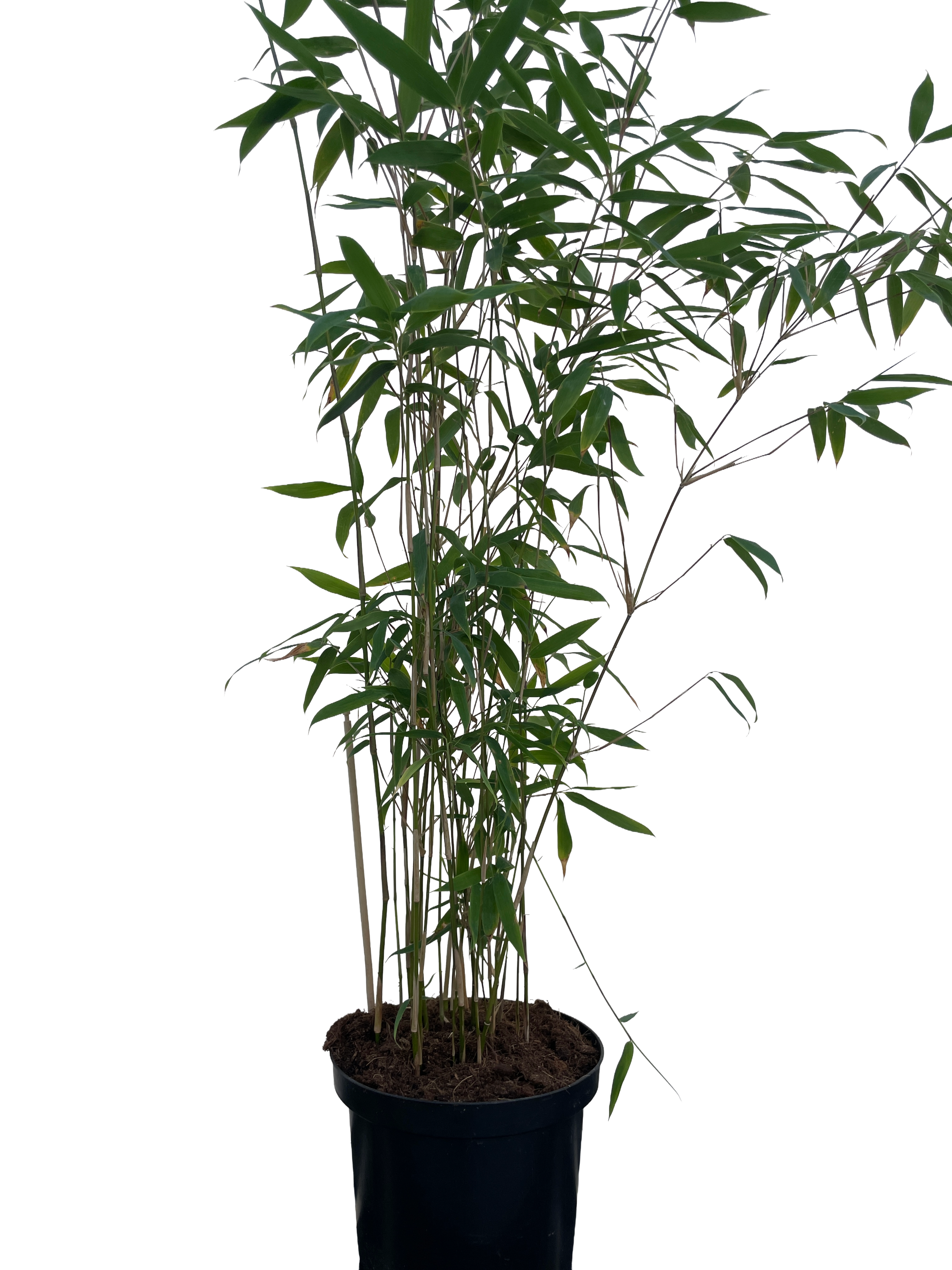 Fargesia Robusta Campbell - 17 cm pot