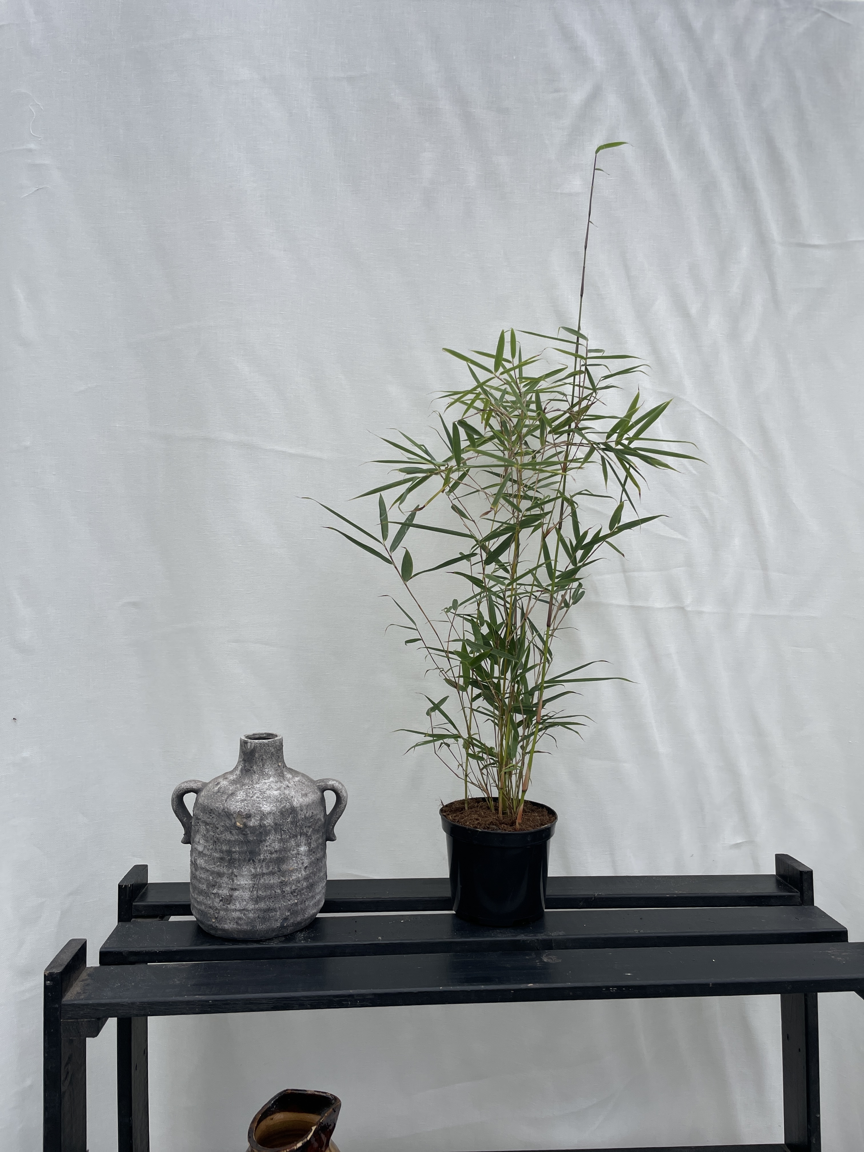 Fargesia Robusta Campbell - 11 cm pot