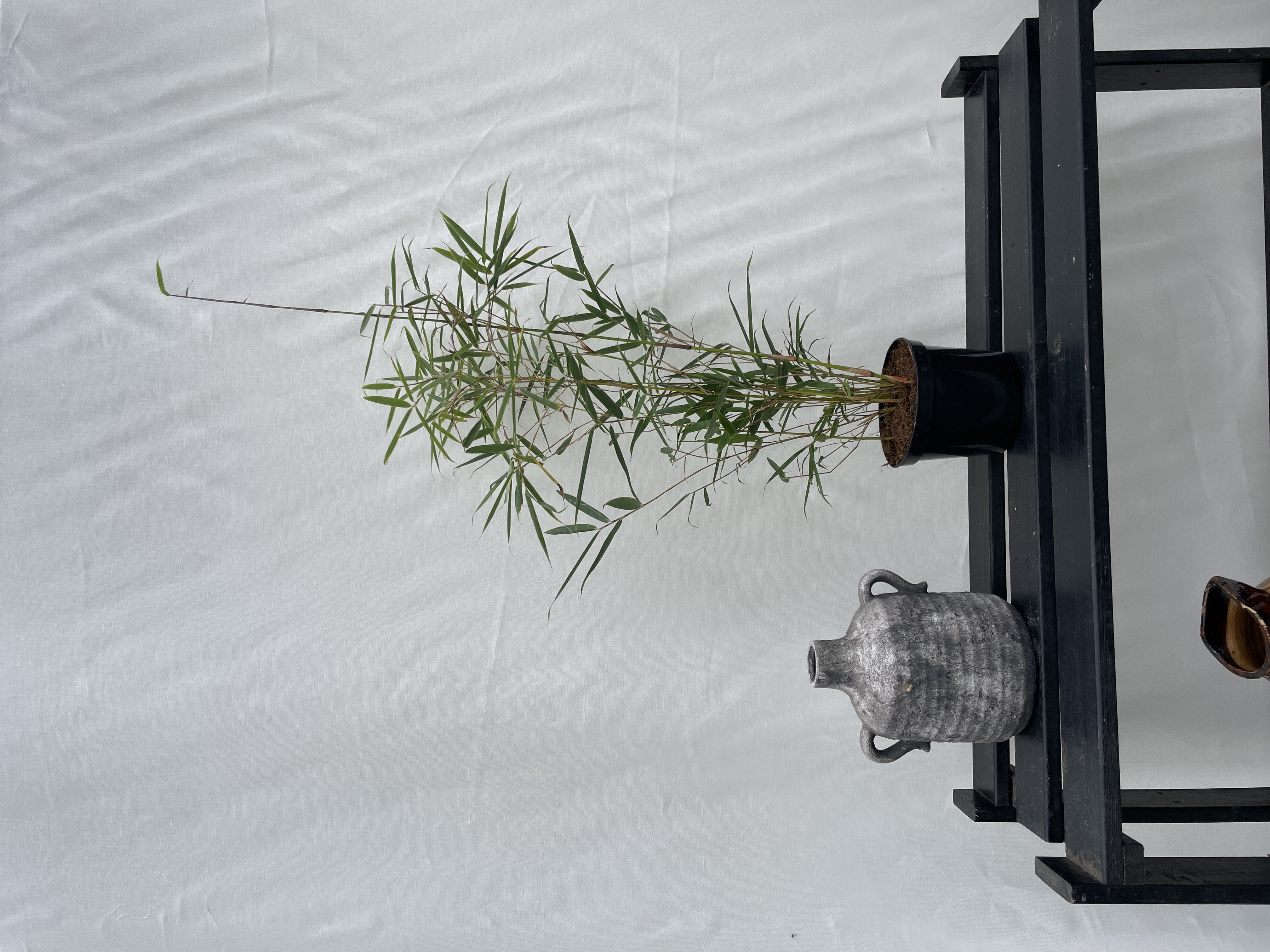 Fargesia Winter Joy - 11 cm pot 