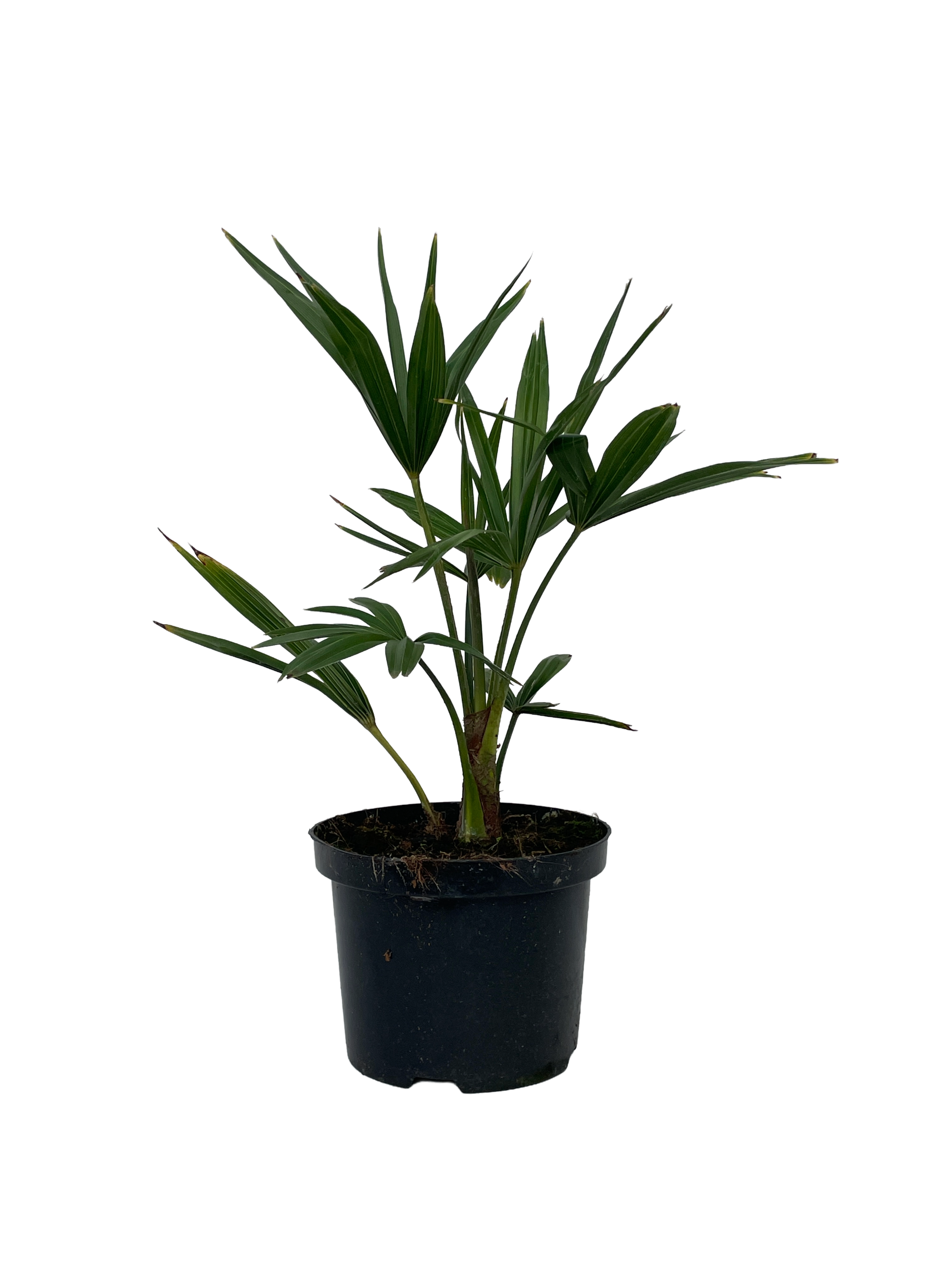 Trachycarpus fortunei  - 11 cm pot 