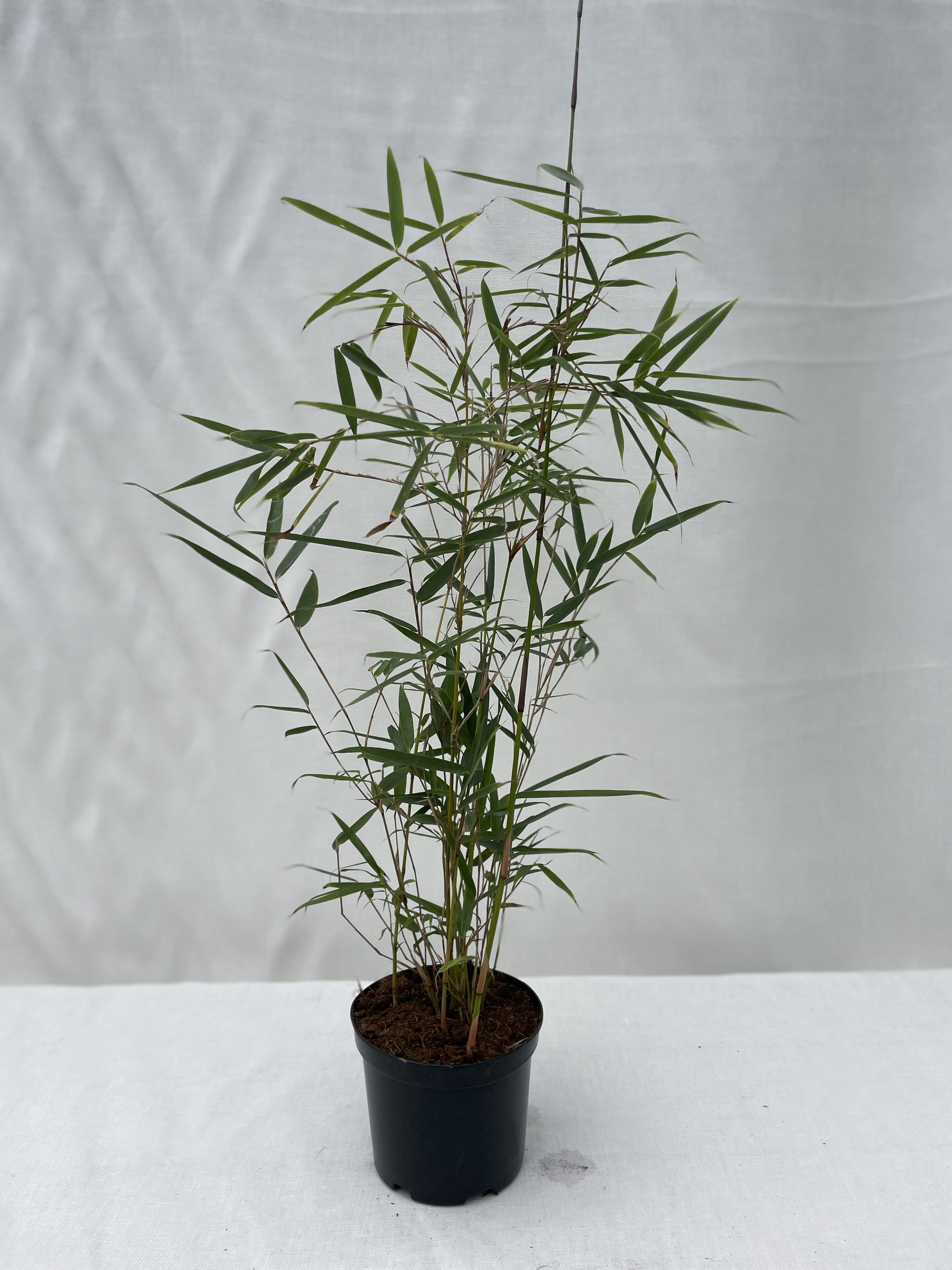 Fargesia Robusta Campbell - 11 cm pot 