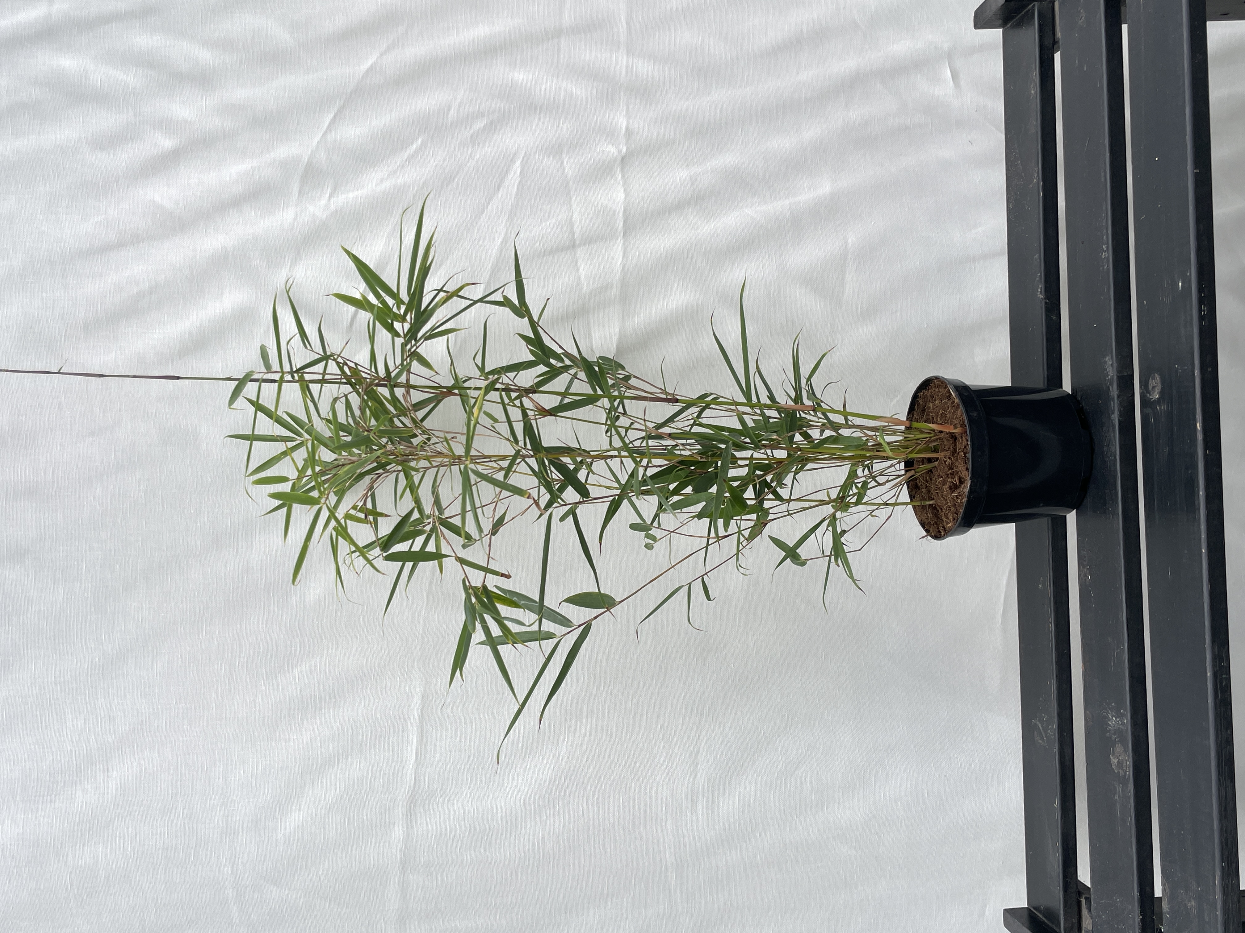 Fargesia Winter Joy - 11 cm pot 