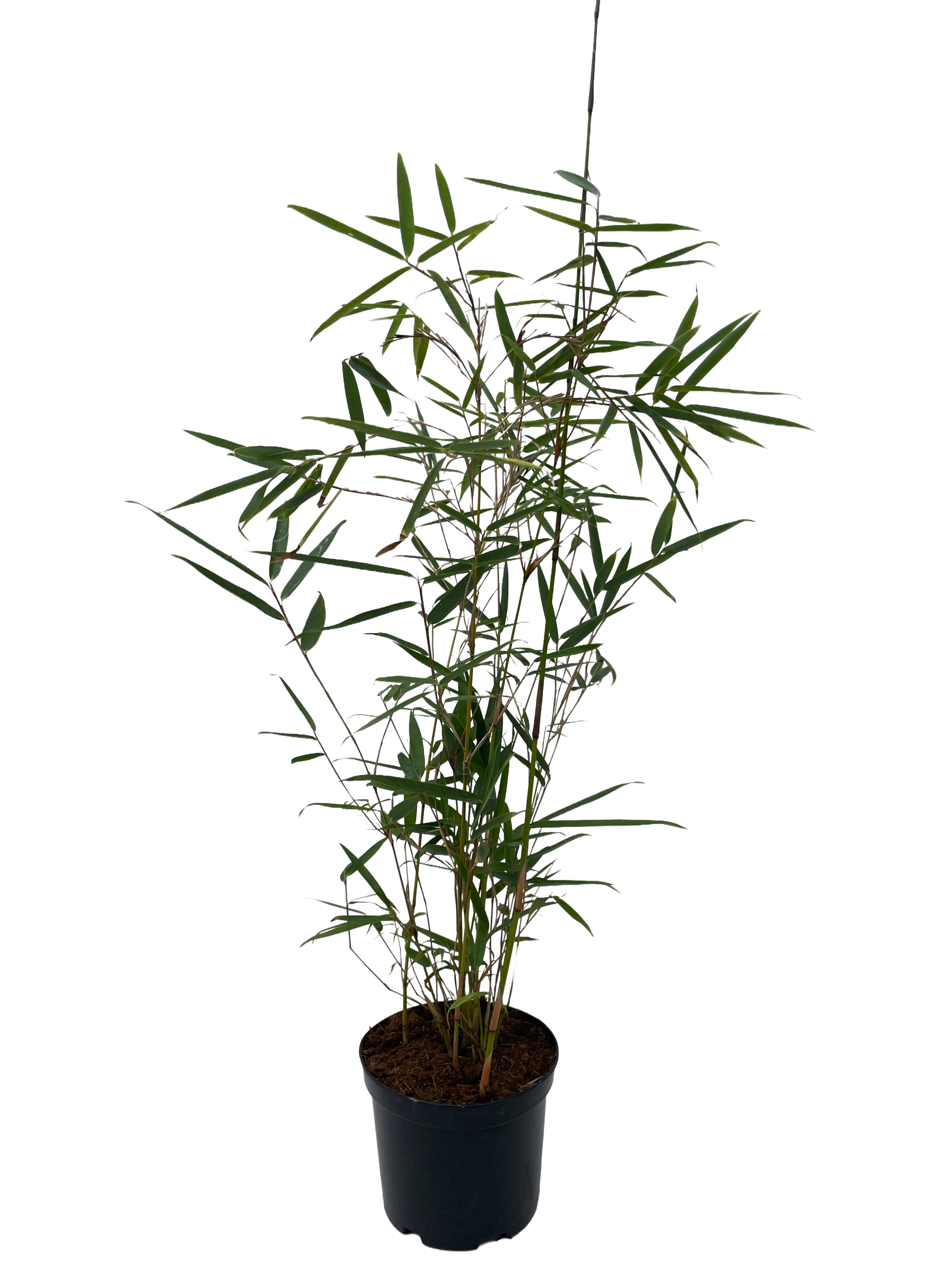 Fargesia Robusta Campbell - 11 cm pot 