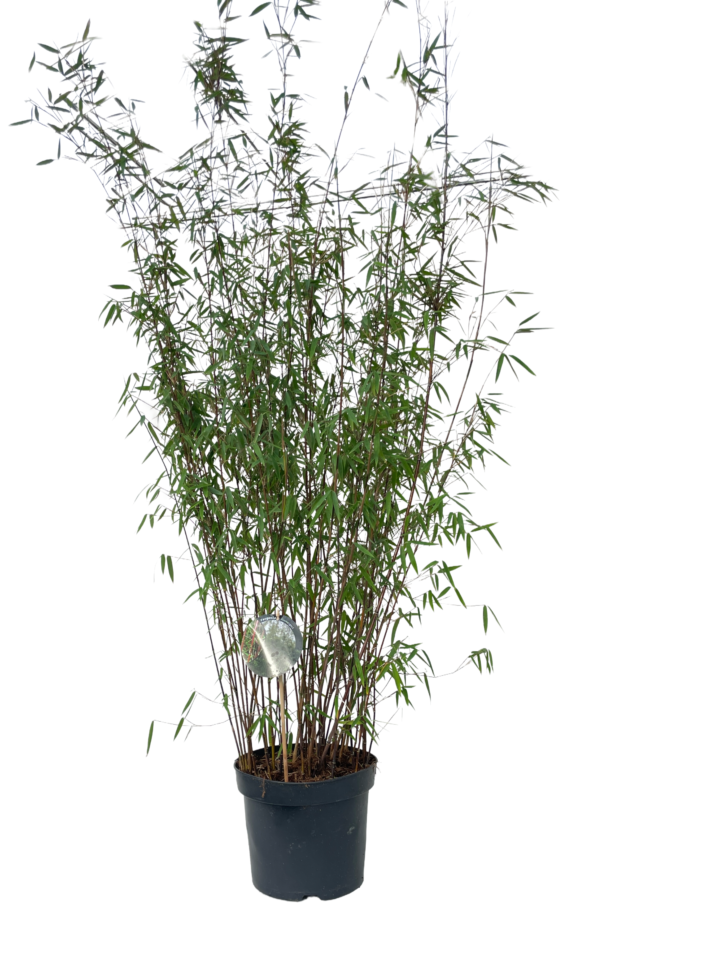 Fargesia Jushigoe - 23cm pot