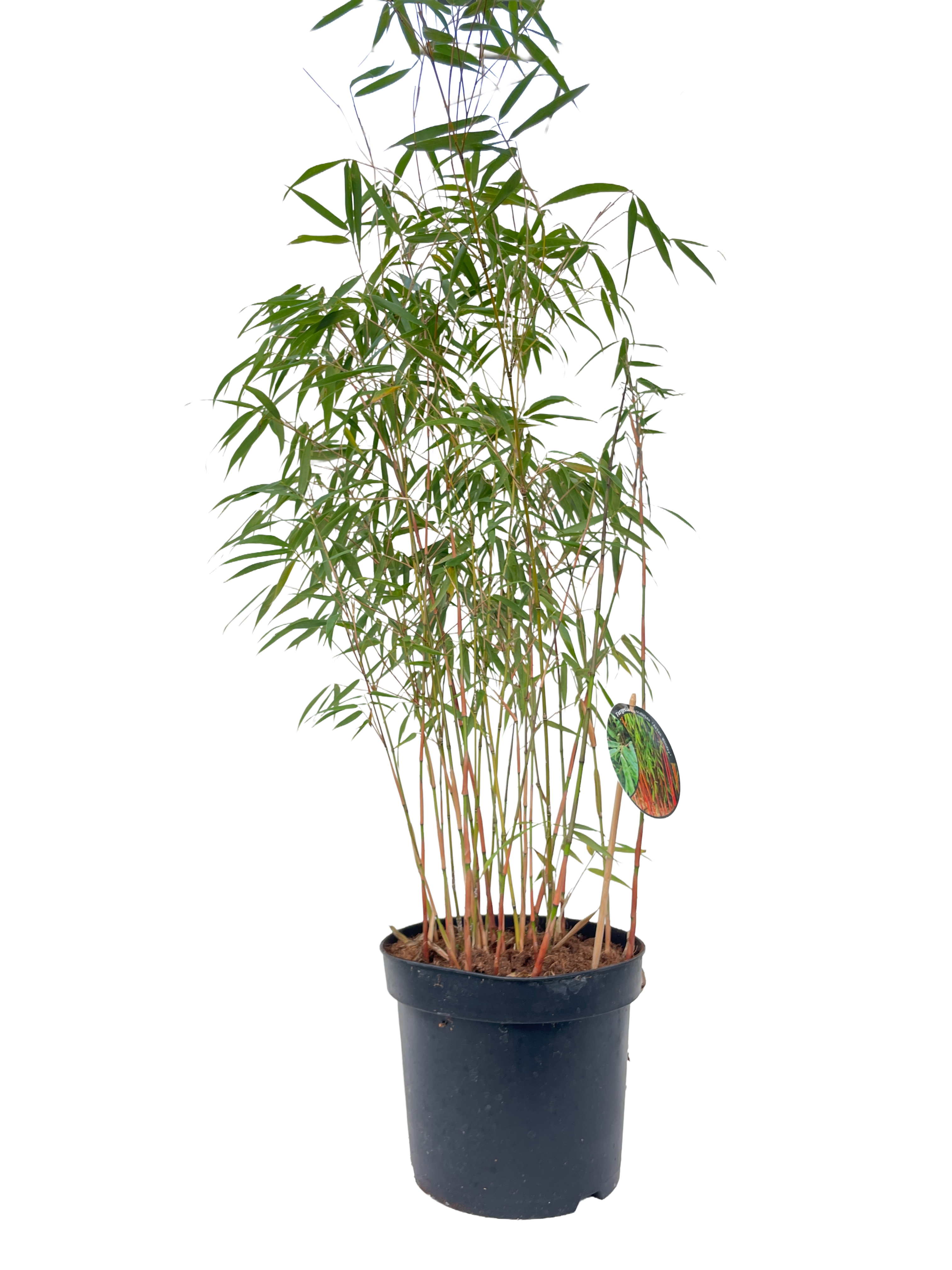 Fargesia Scabrida Asian Wonder - 23cm pot