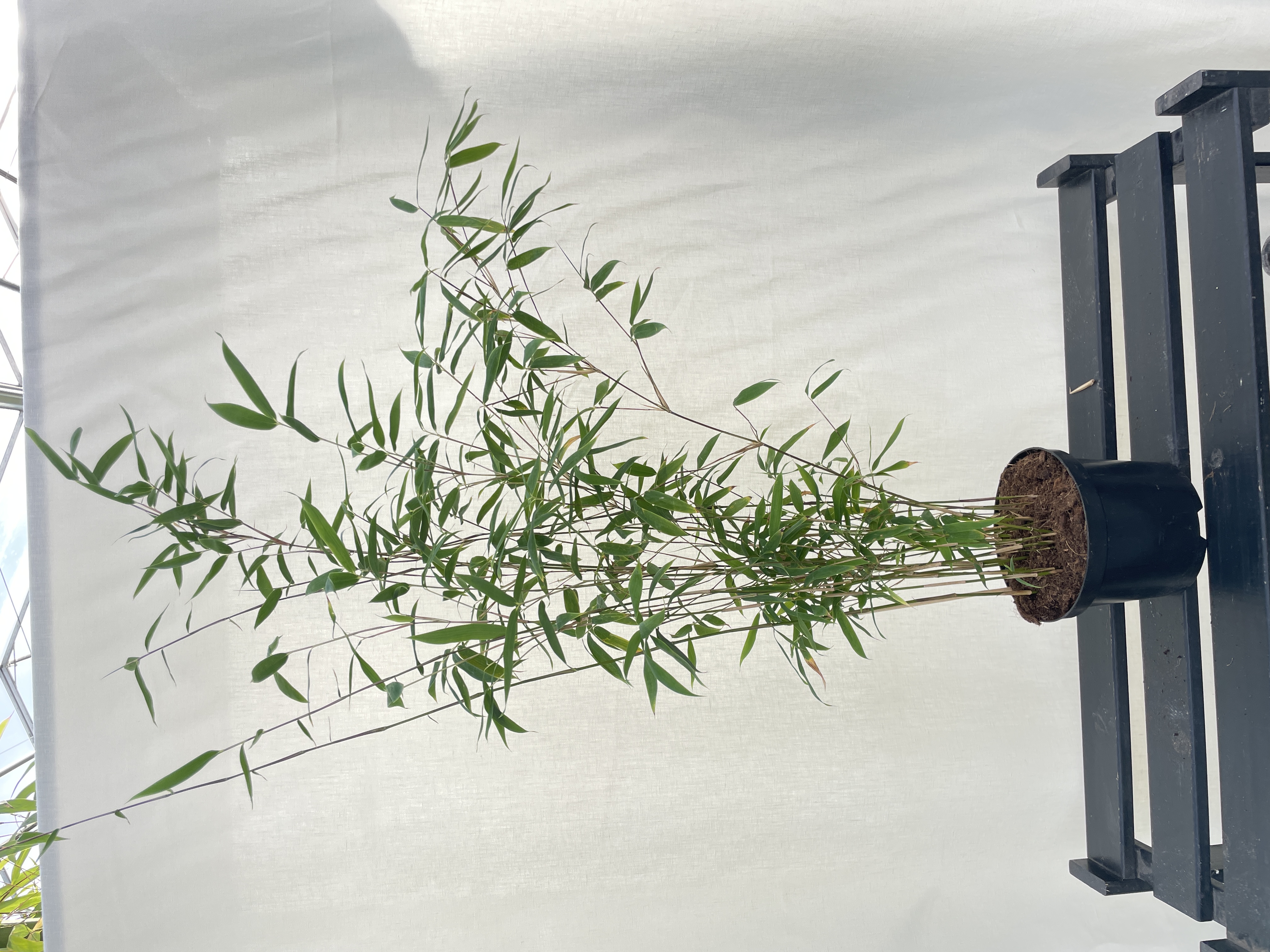 Fargesia Robusta Campbell - 17 cm pot 