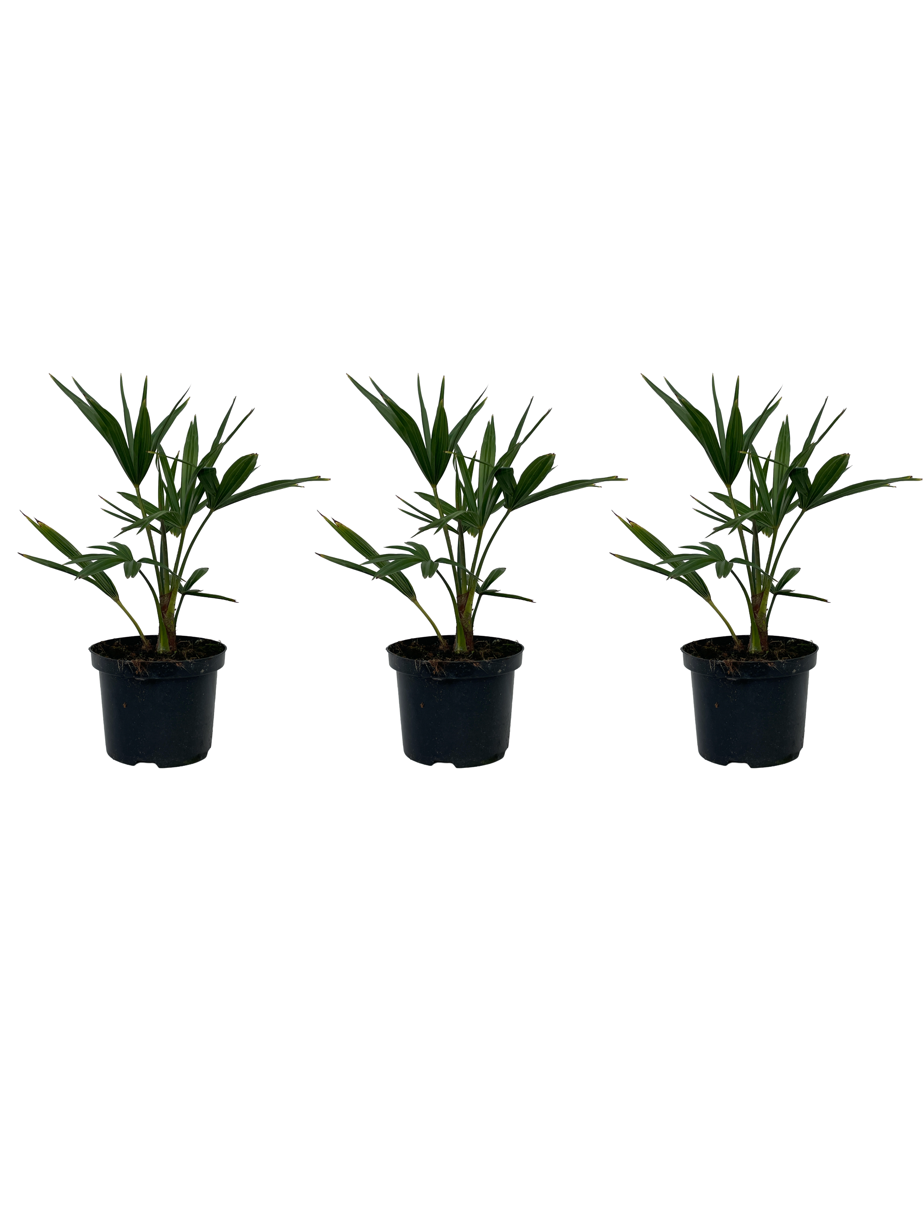 Trachycarpus fortunei  - 11 cm pot 