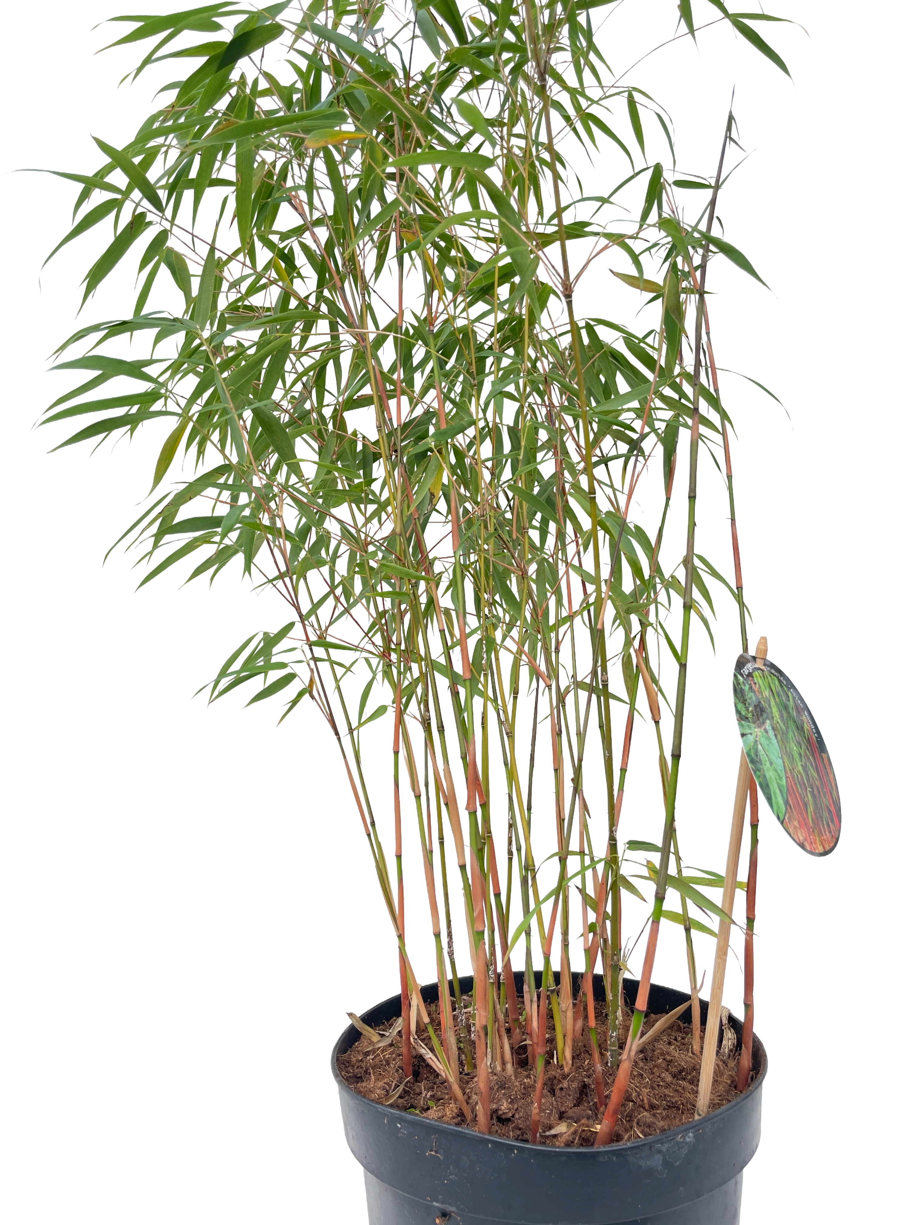 Fargesia Scabrida Asian Wonder - 23cm pot 