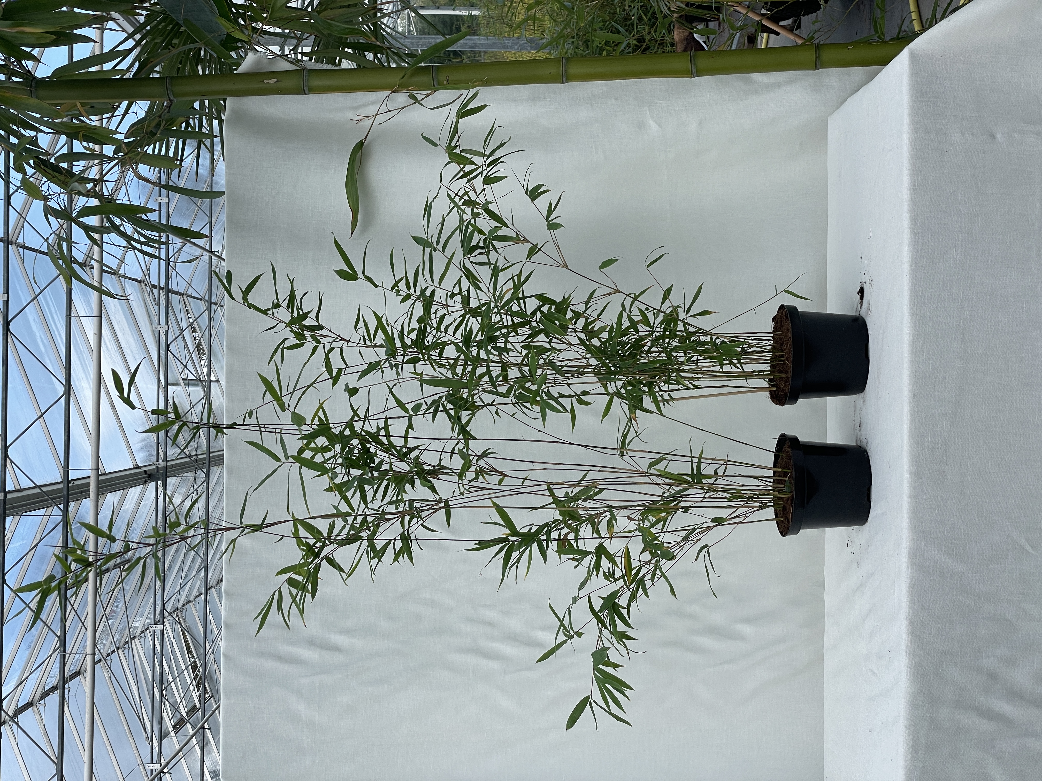 Fargesia Winter Joy - 17 cm pot 