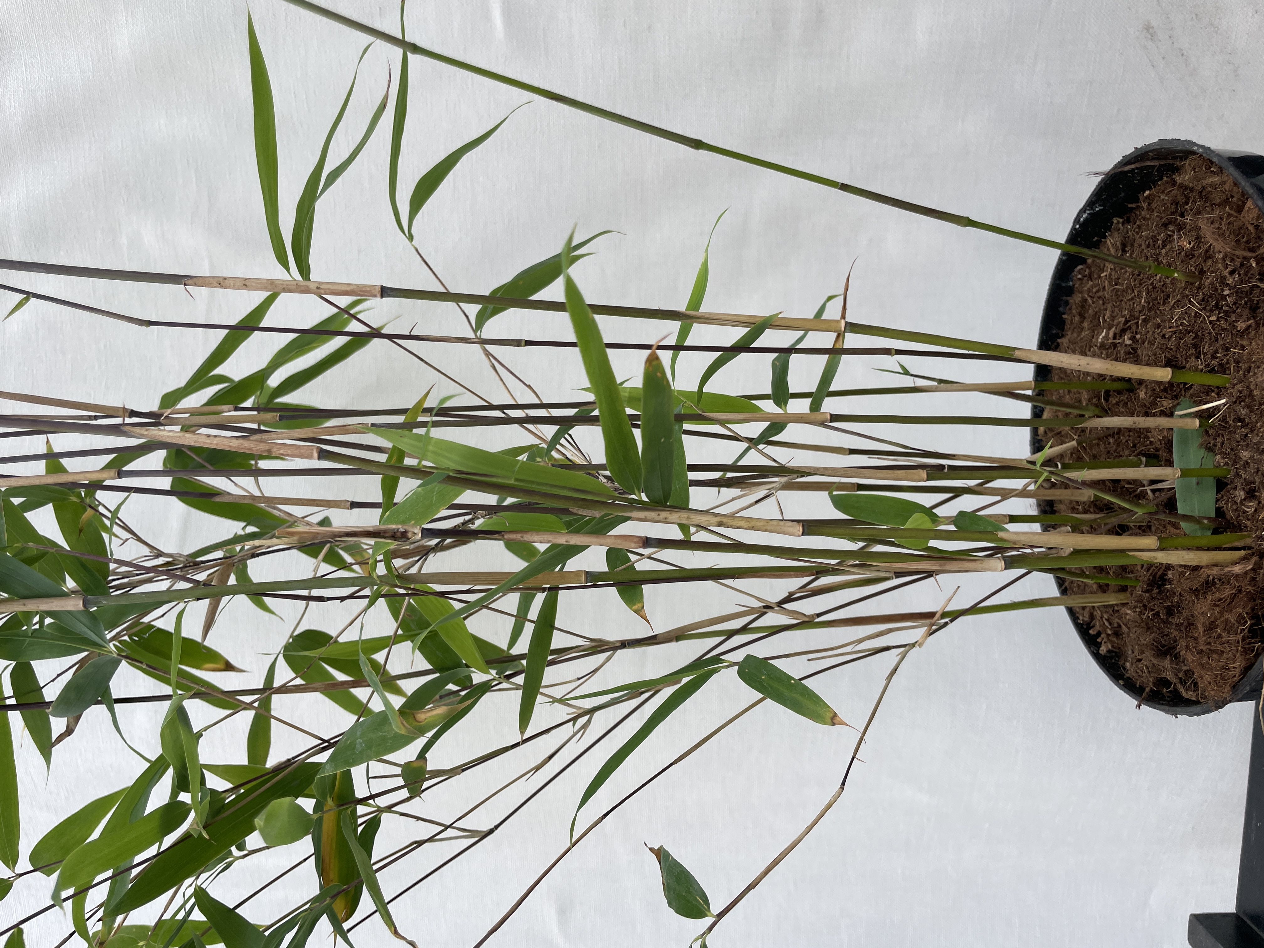 Fargesia Winter Joy - 23cm pot 