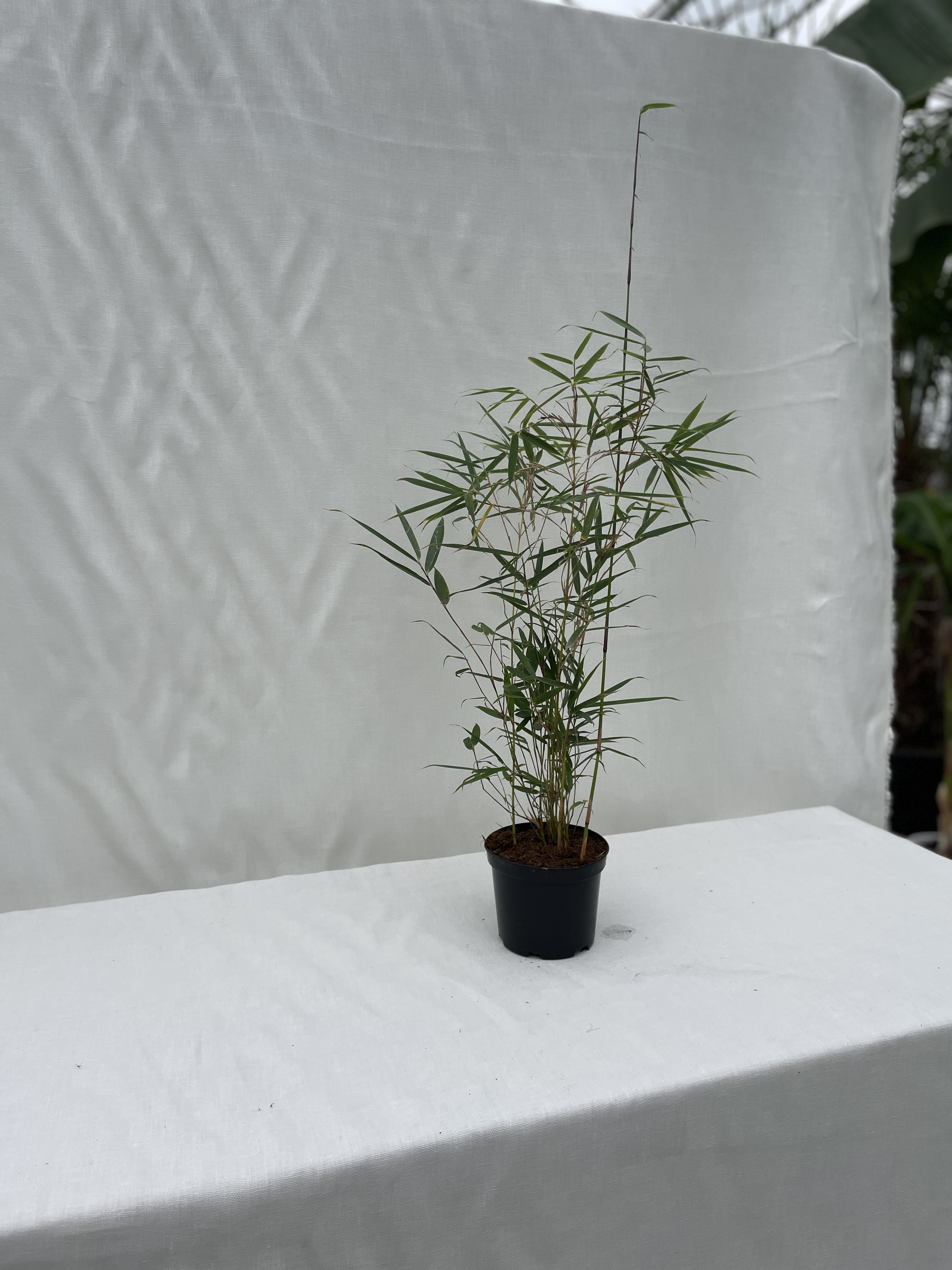 Fargesia Robusta Campbell - 23cm pot 