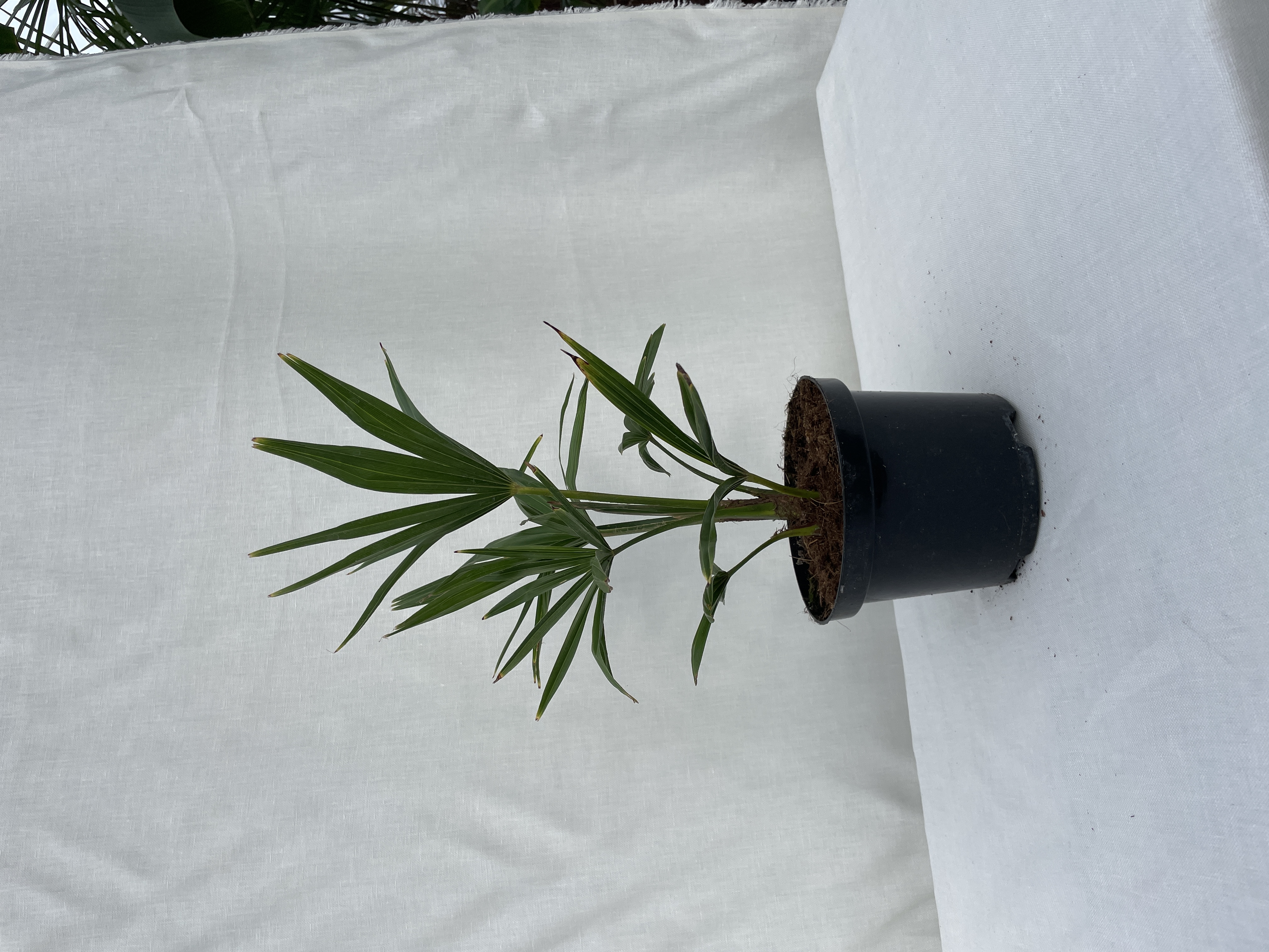 Trachycarpus fortunei - 11 cm pot