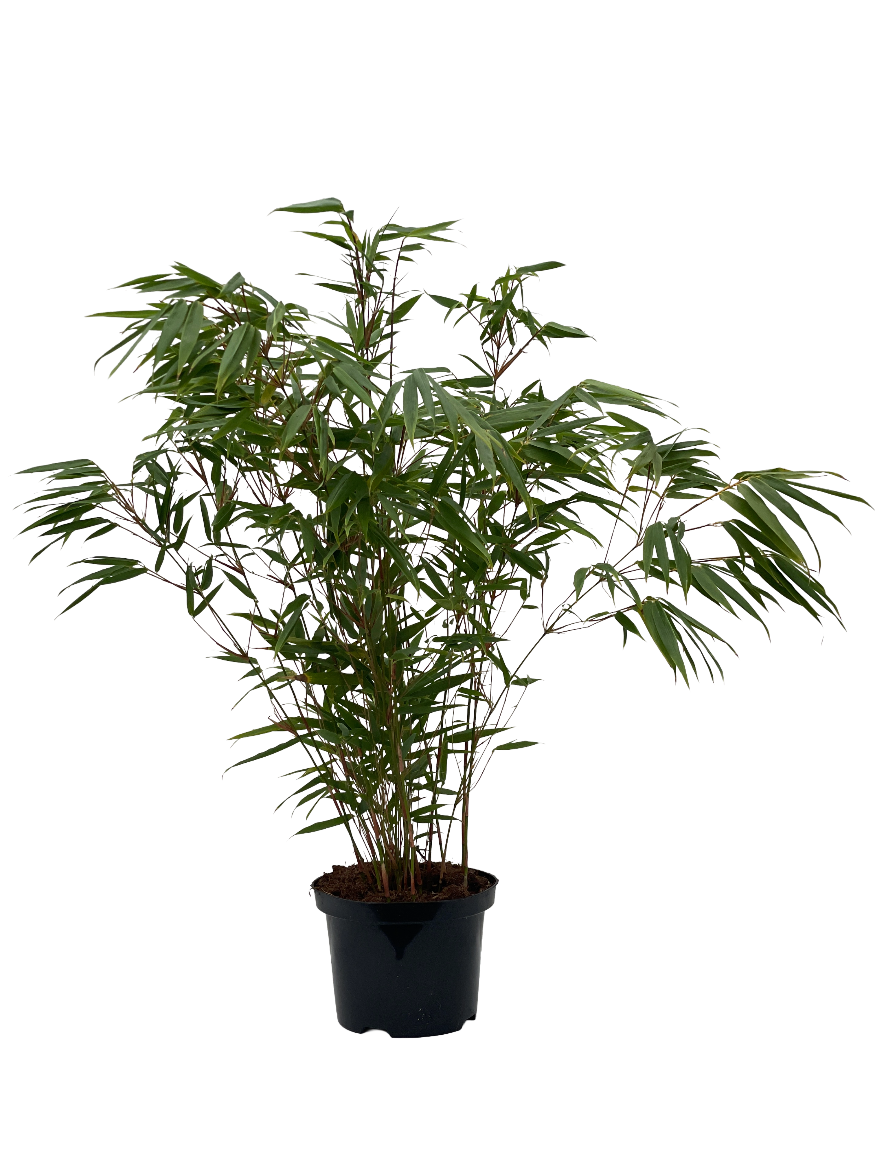 Fargesia Rufa  - 23cm pot 