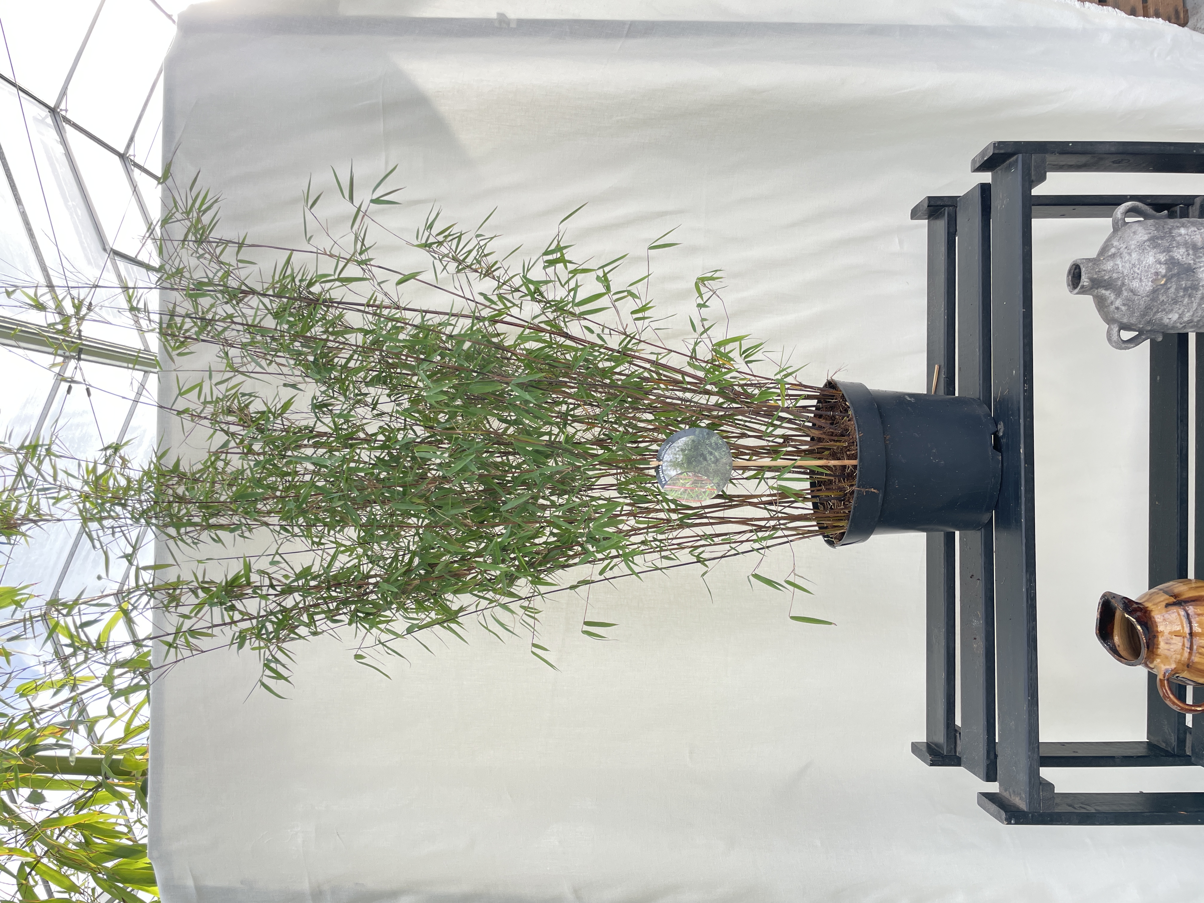 Fargesia Jushigoe - 23cm pot 