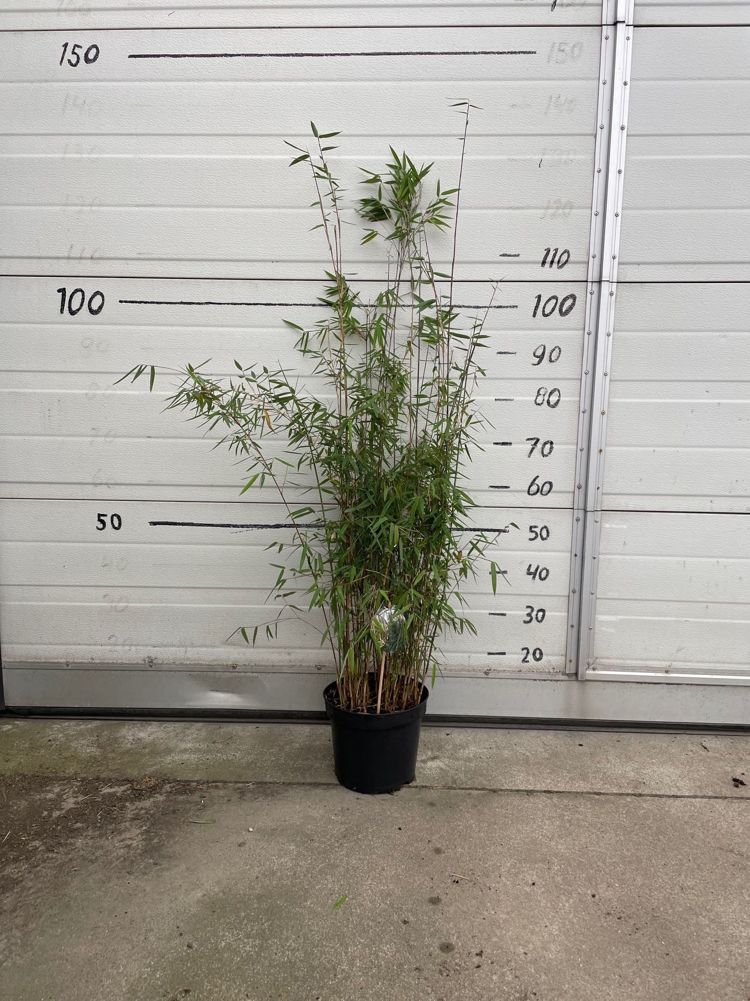 Fargesia Jushigoe - 23cm pot 