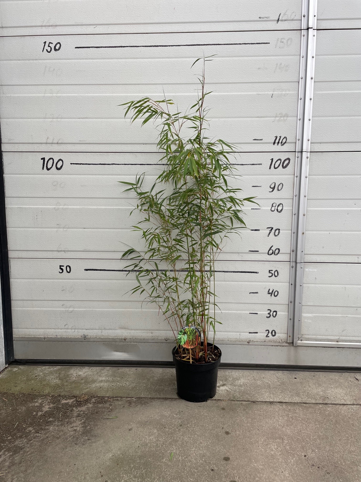 Fargesia Scabrida Asian Wonder - 23cm pot 