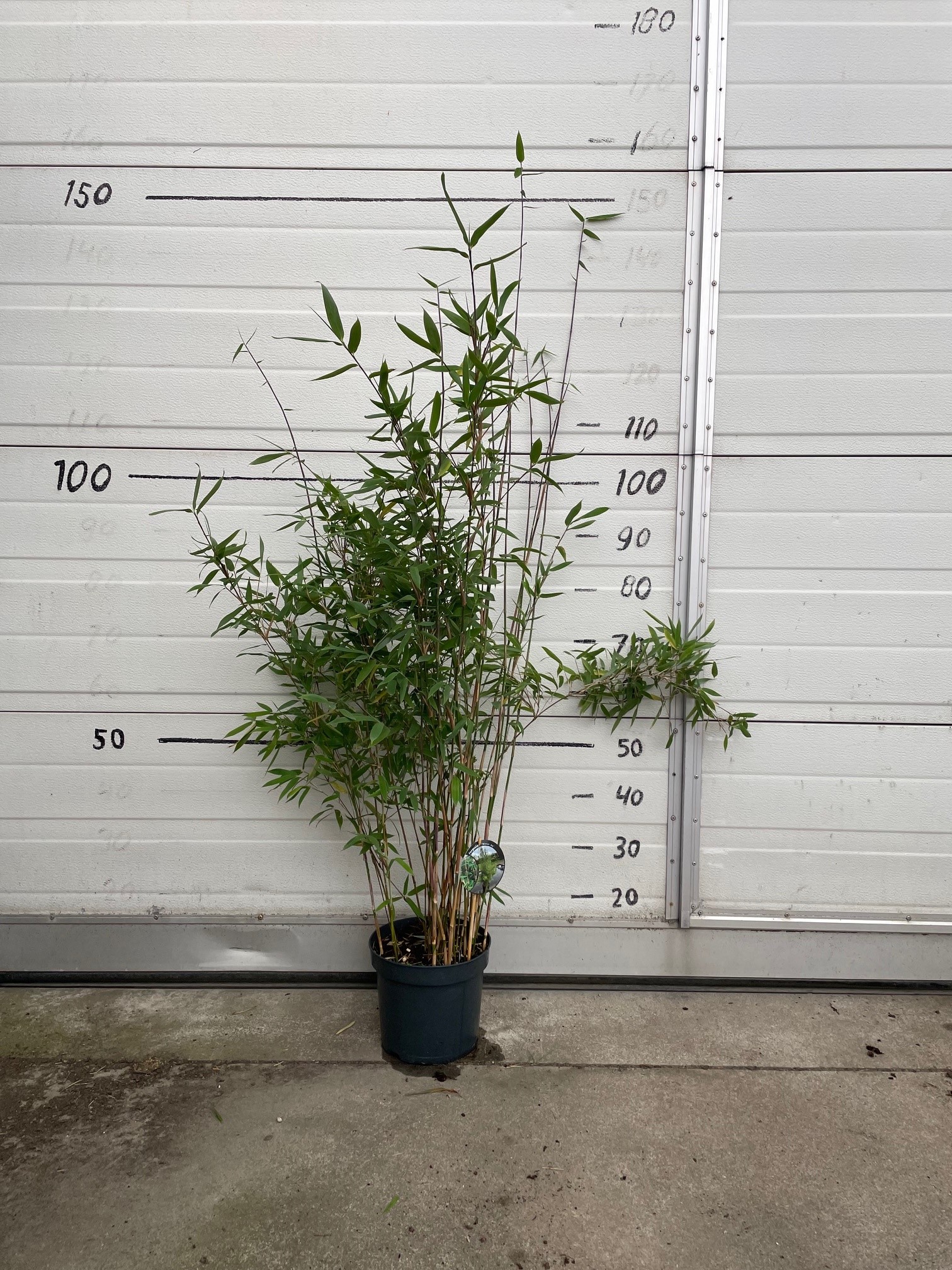 Fargesia Winter Joy - 23cm pot 