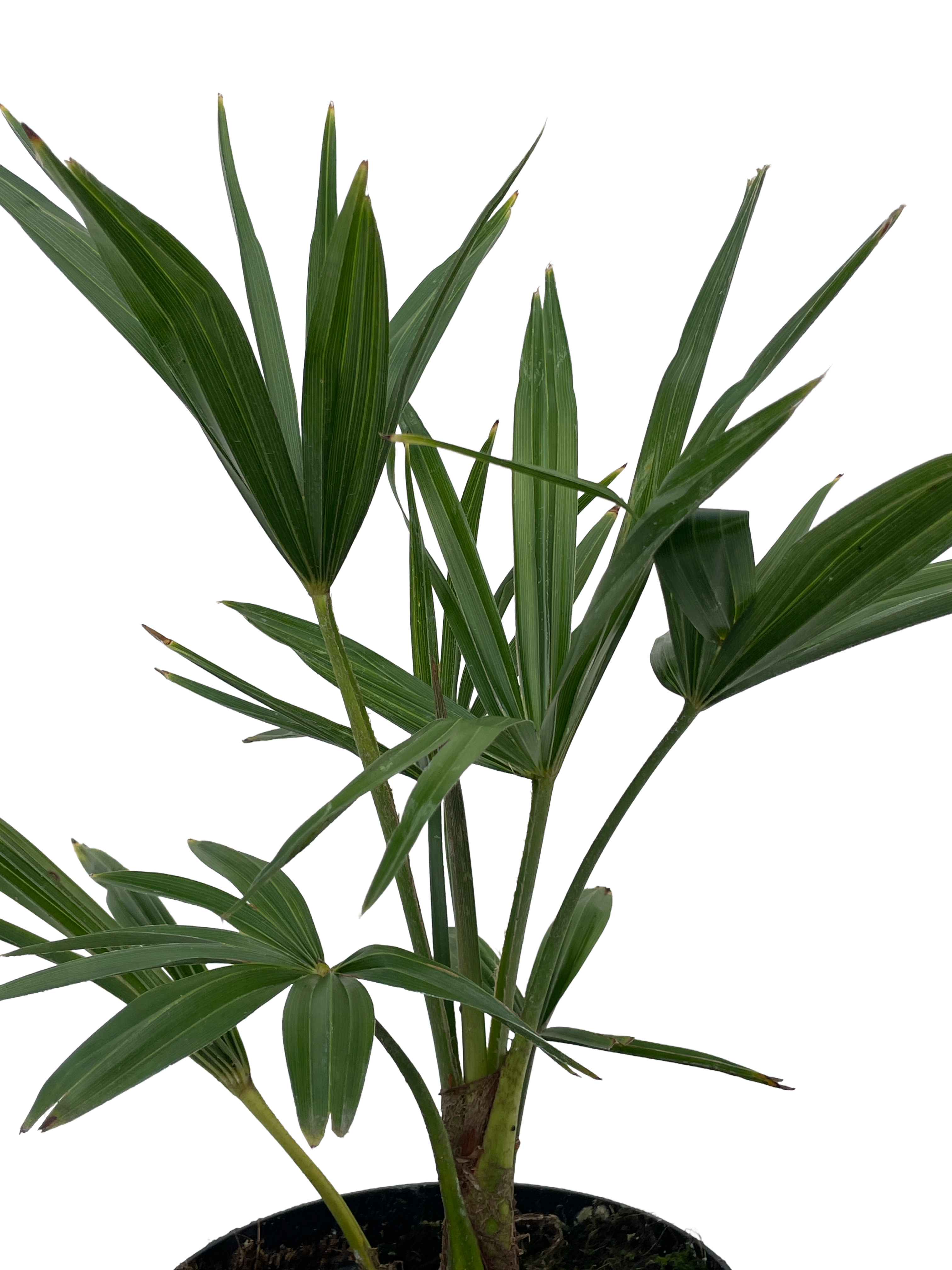 Trachycarpus fortunei  - 17 cm pot 