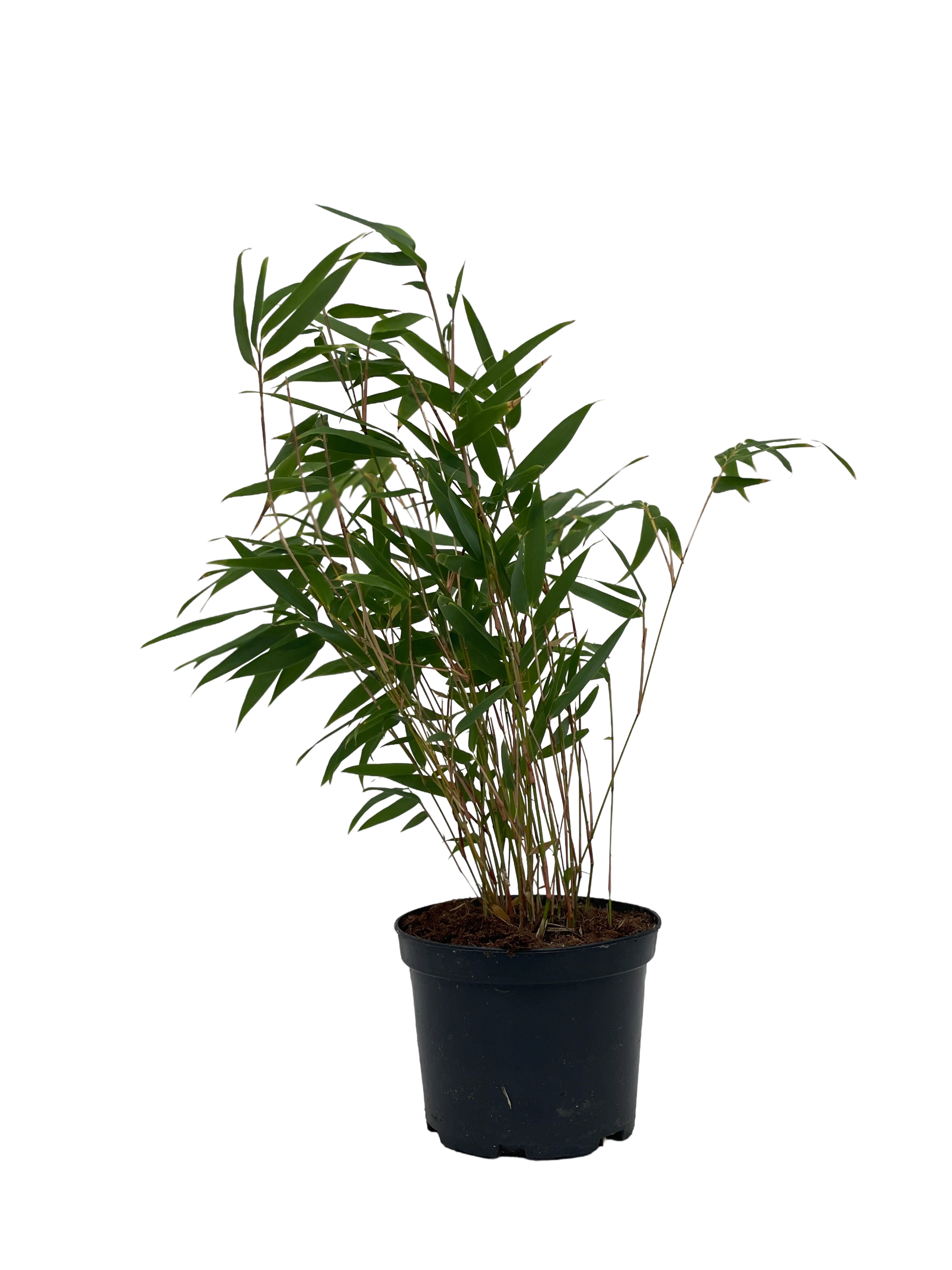 Fargesia Rufa  - 23cm pot 