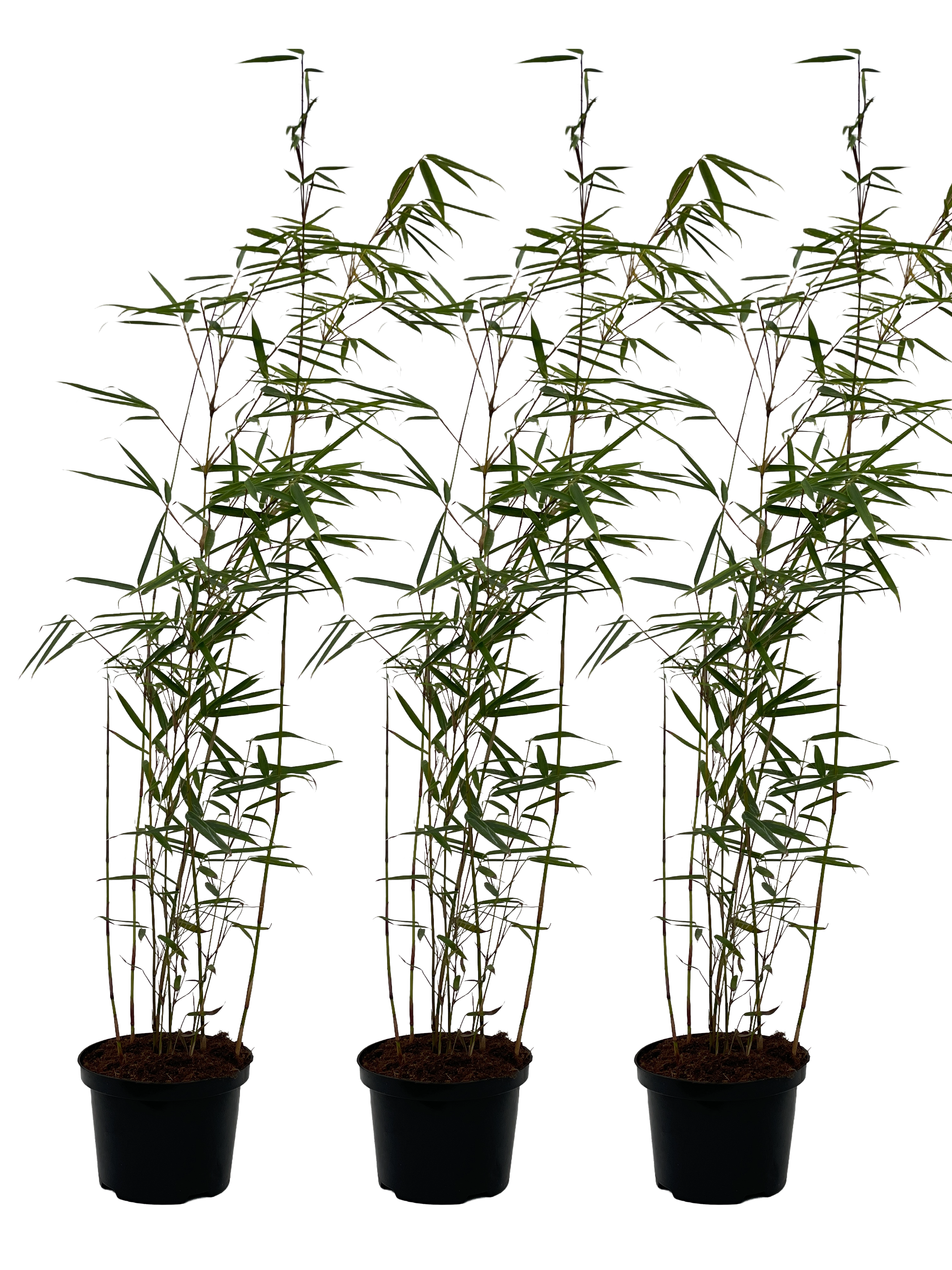 Fargesia Winter Joy - 17 cm pot 