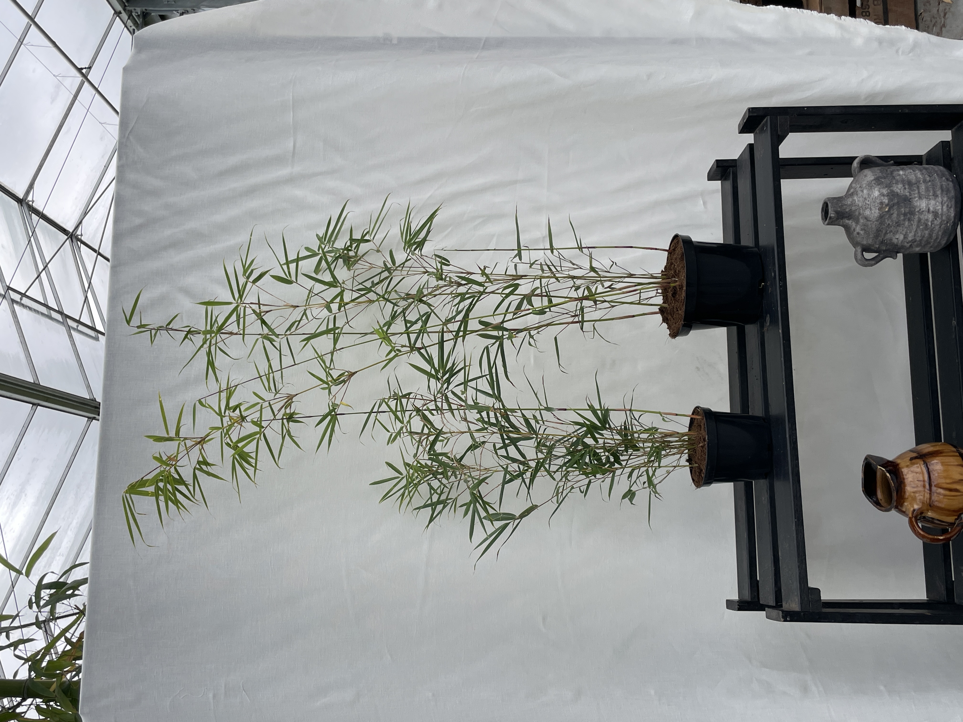 Fargesia Winter Joy - 23cm pot 