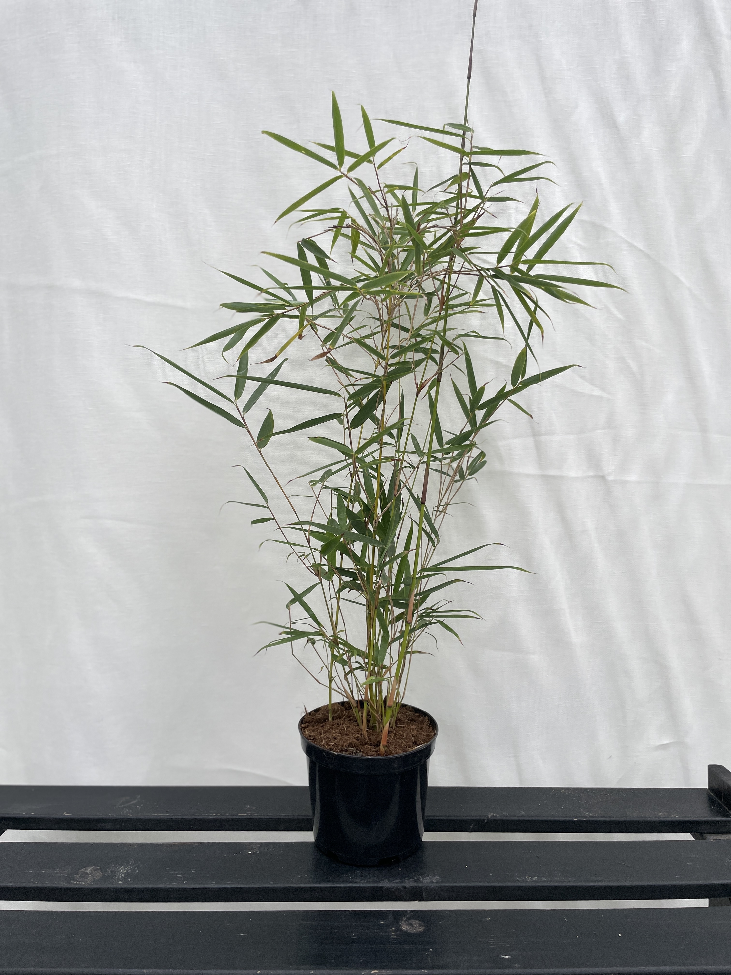 Fargesia Robusta Campbell - 23cm pot 