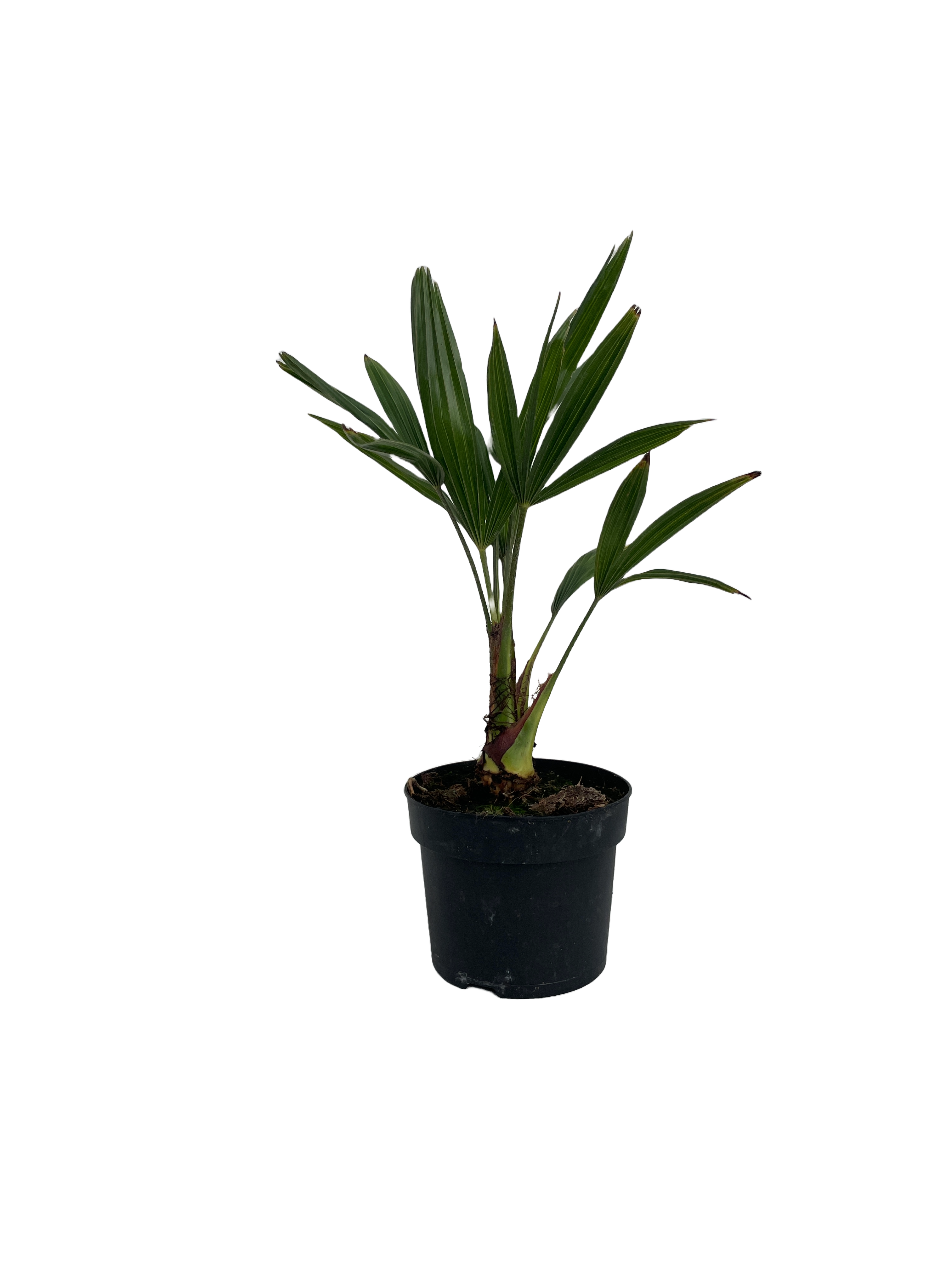 Trachycarpus fortunei  - 17 cm pot 