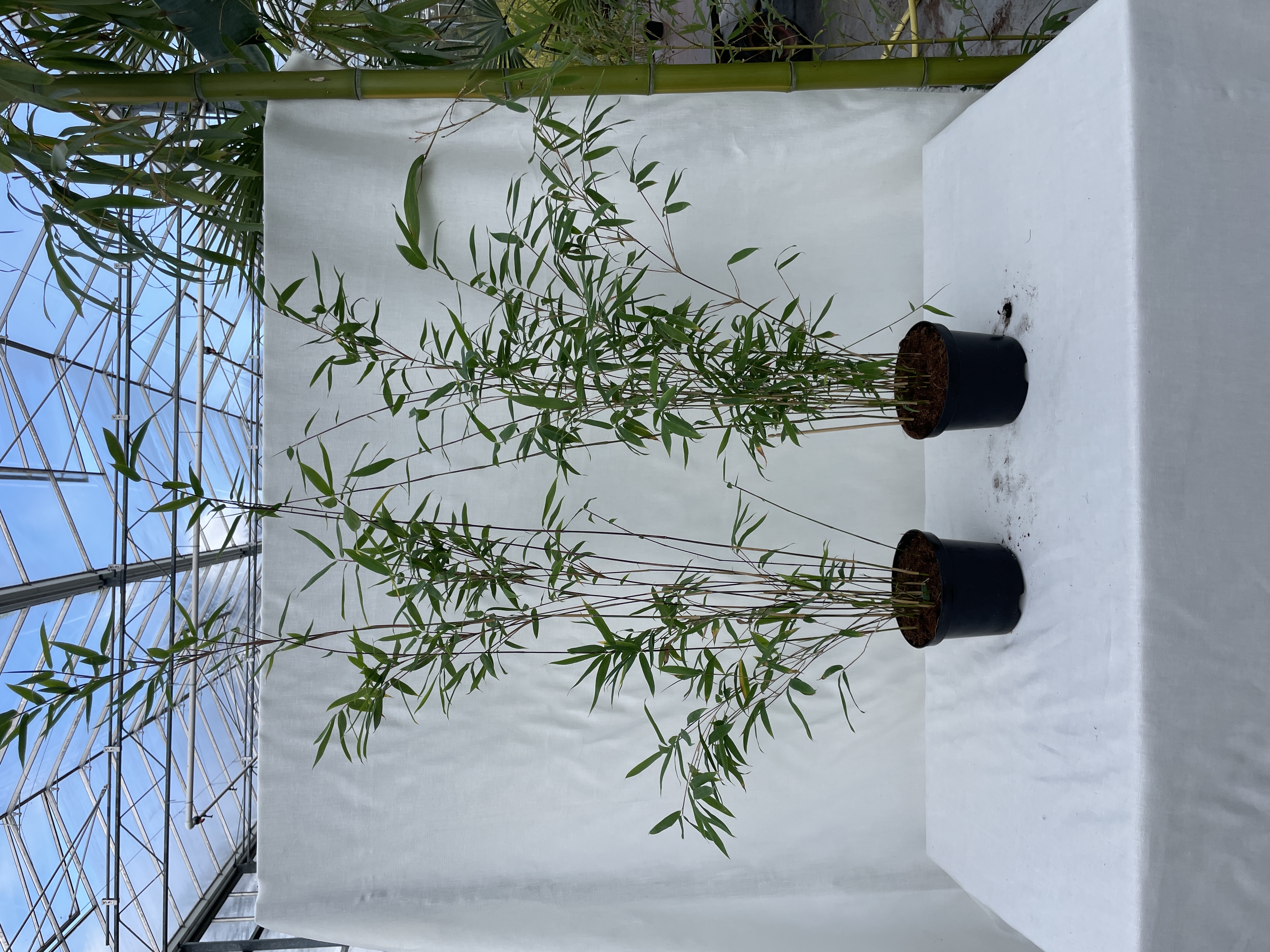 Fargesia Winter Joy - 17 cm pot