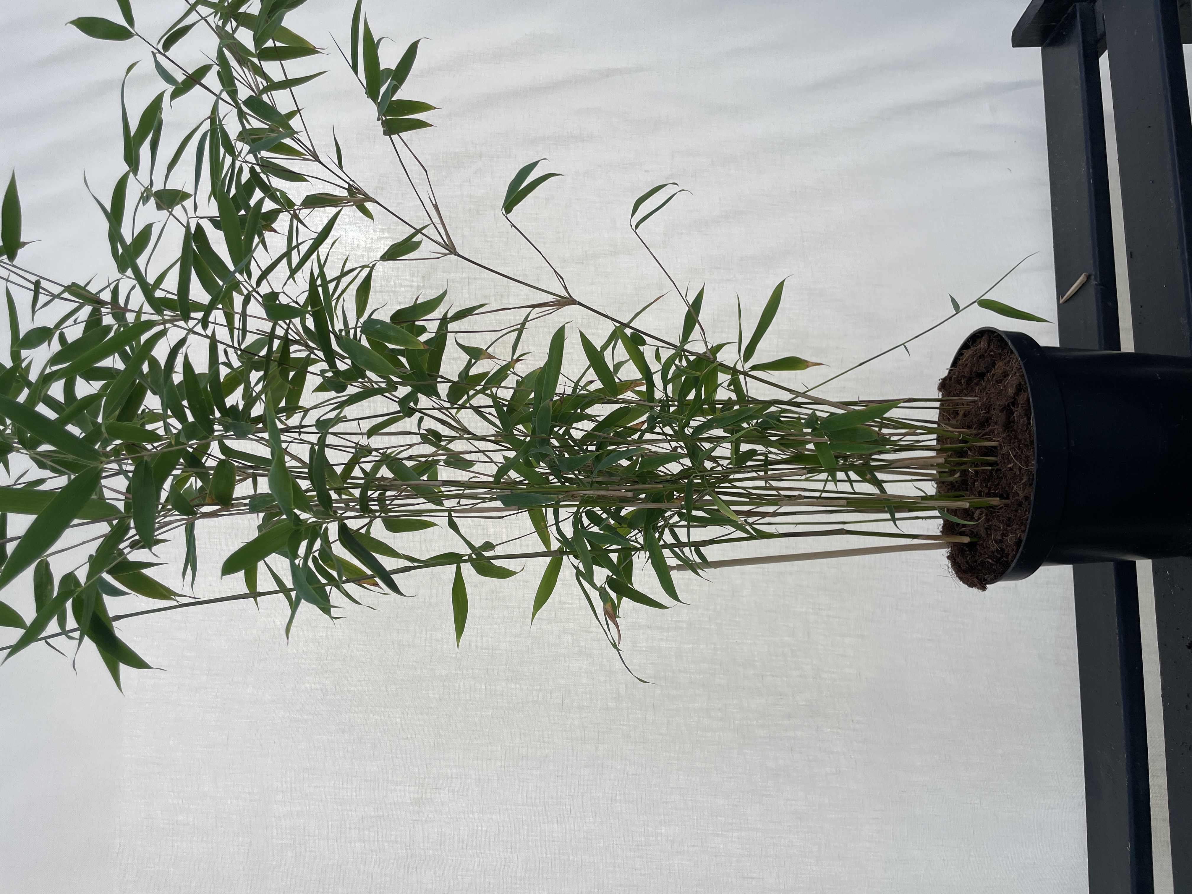 Fargesia Robusta Campbell - 23cm pot 