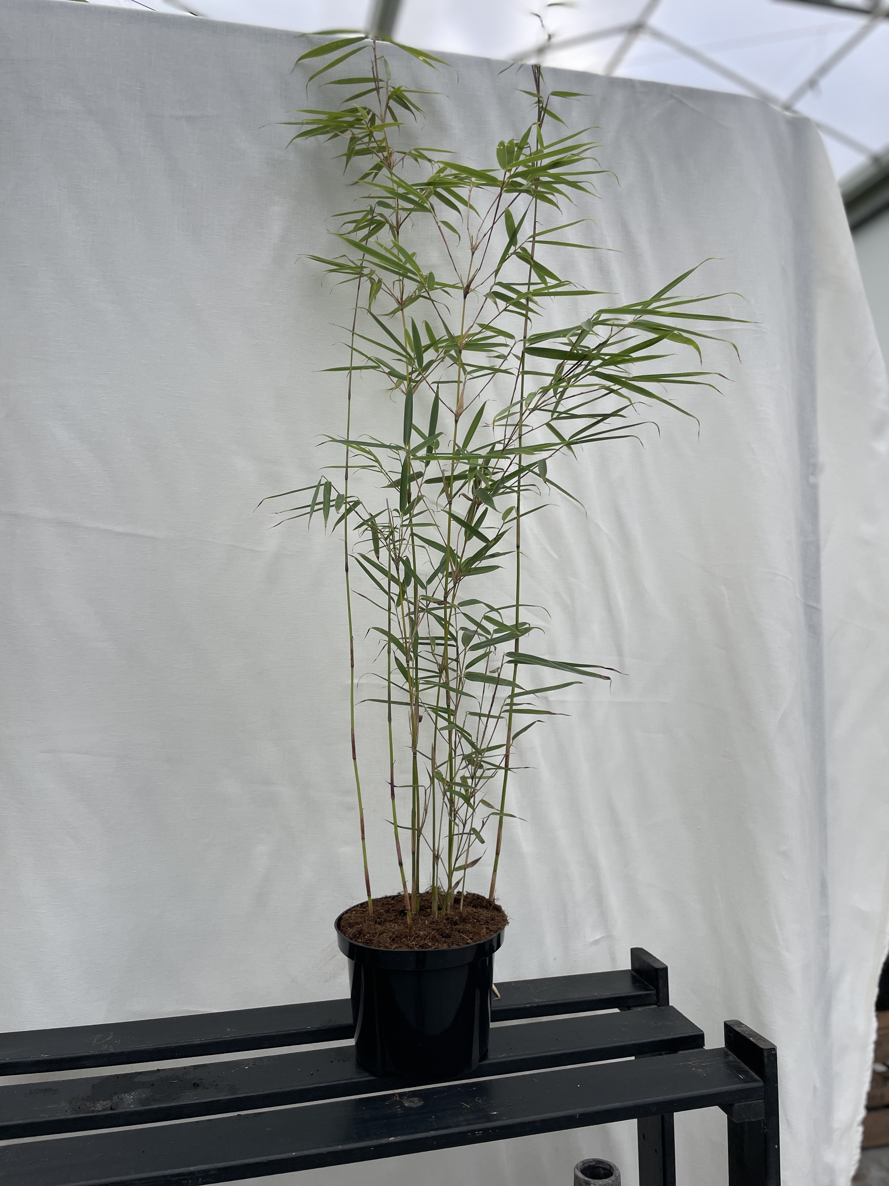 Fargesia Robusta Campbell - 17 cm pot 