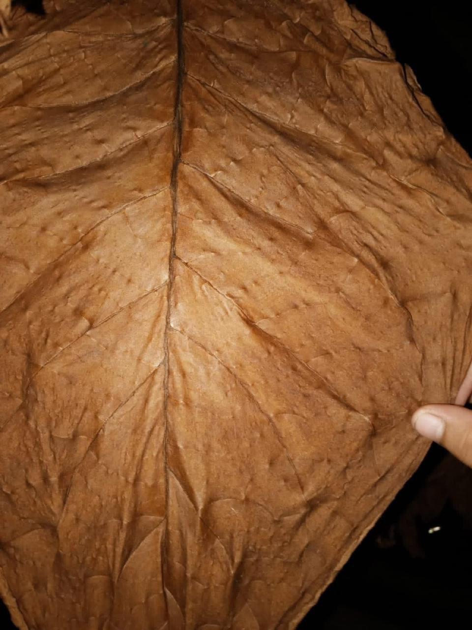 Hojas de tabaco premium