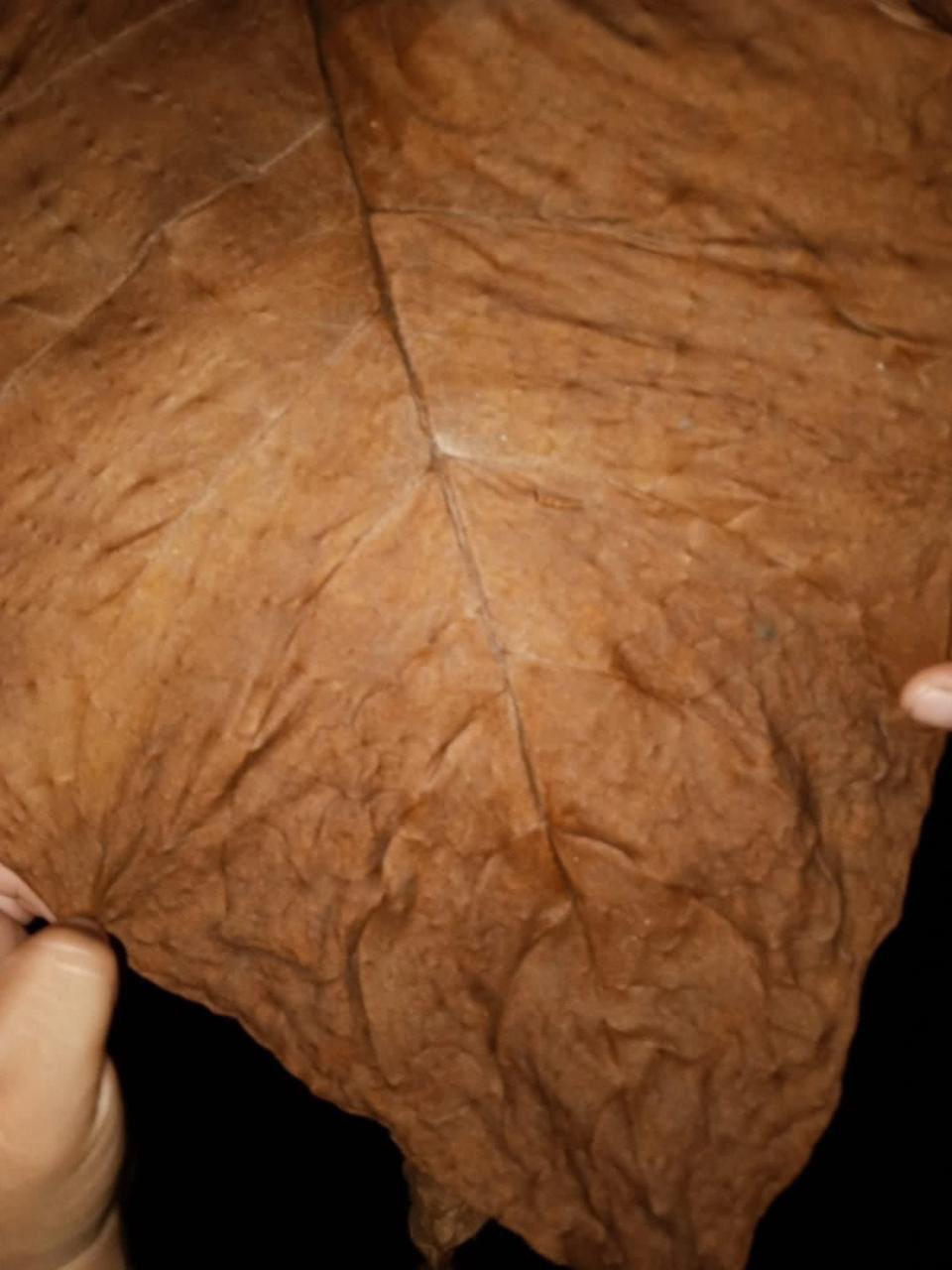 Hojas de tabaco premium