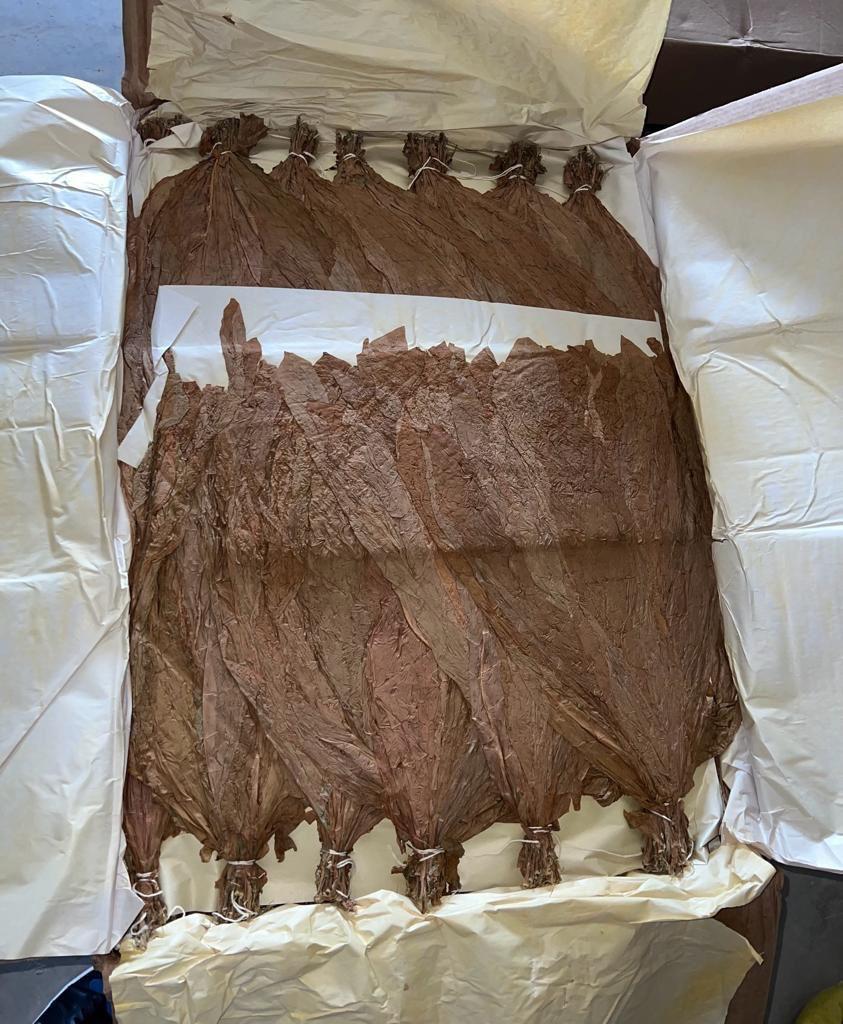 Hojas de tabaco premium