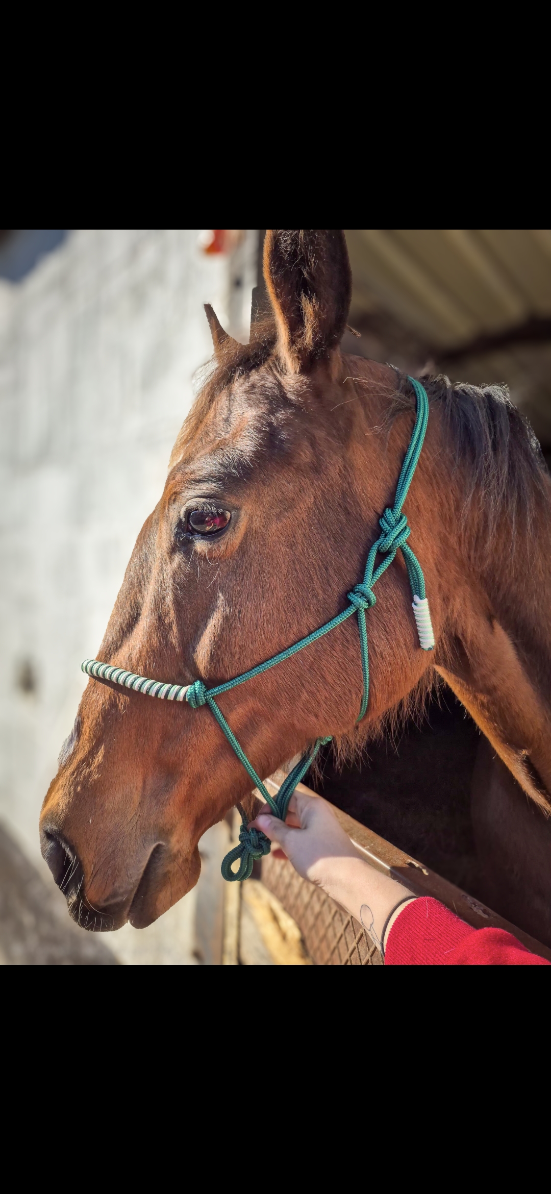 Licol éthologique vert