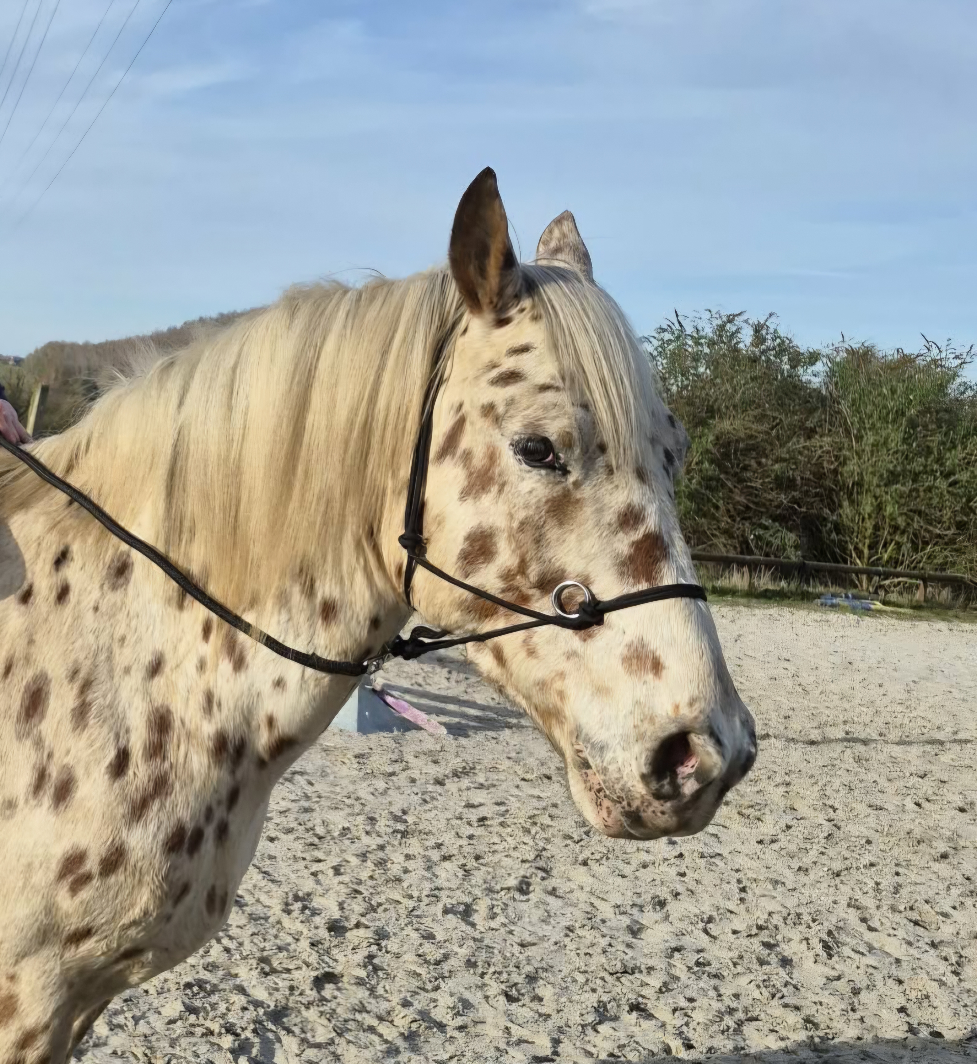 Licol de monte éthologique Norton