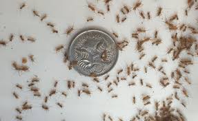 pinhead crickets cup /1000