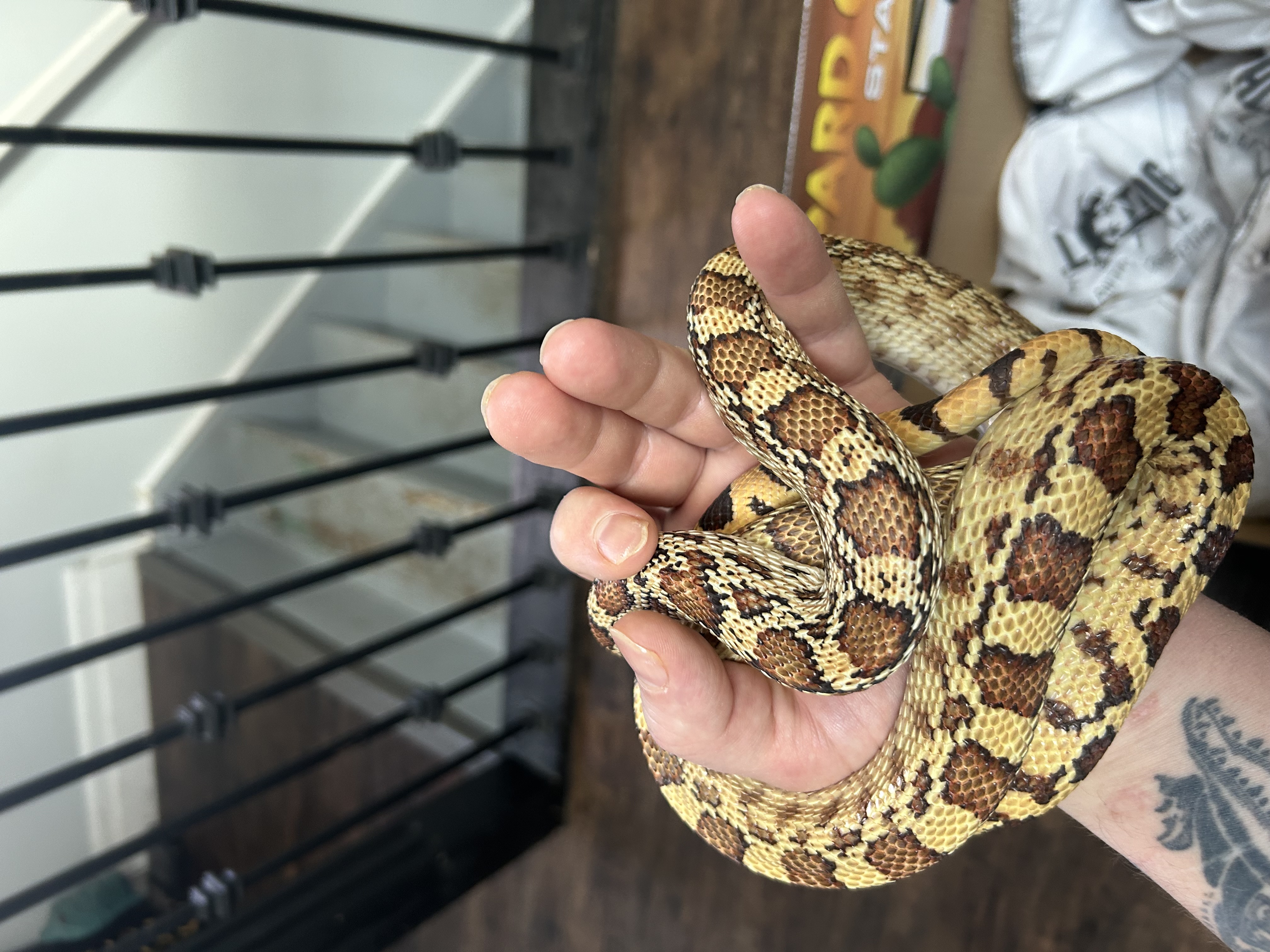 Sonoran Gopher snake