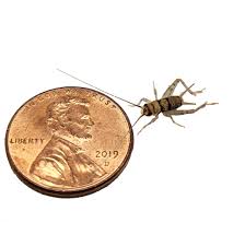 1/8 or 1/4 1000 cups