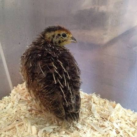 Medium Quail 35-65 g