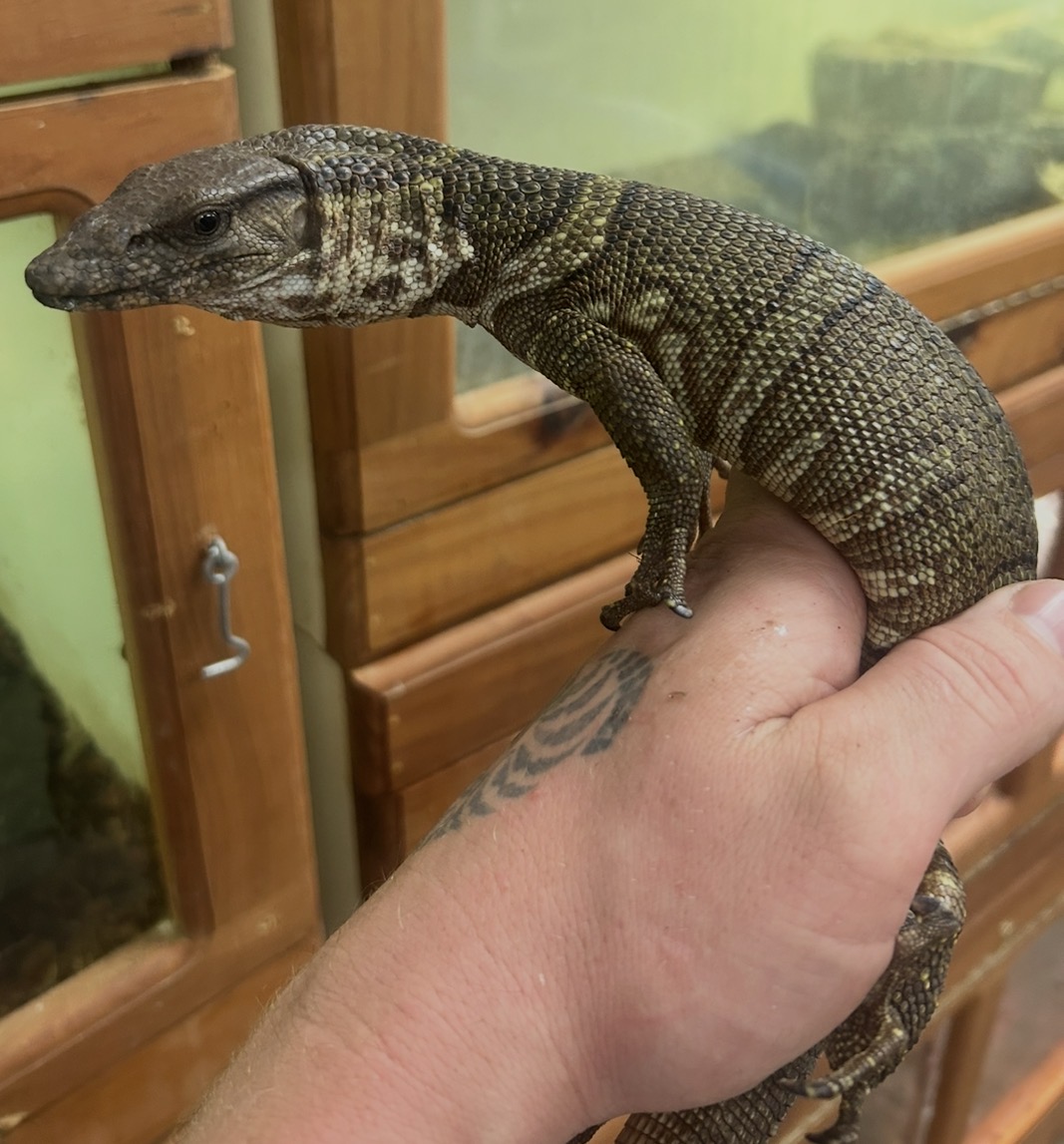 Dumeril’s monitor