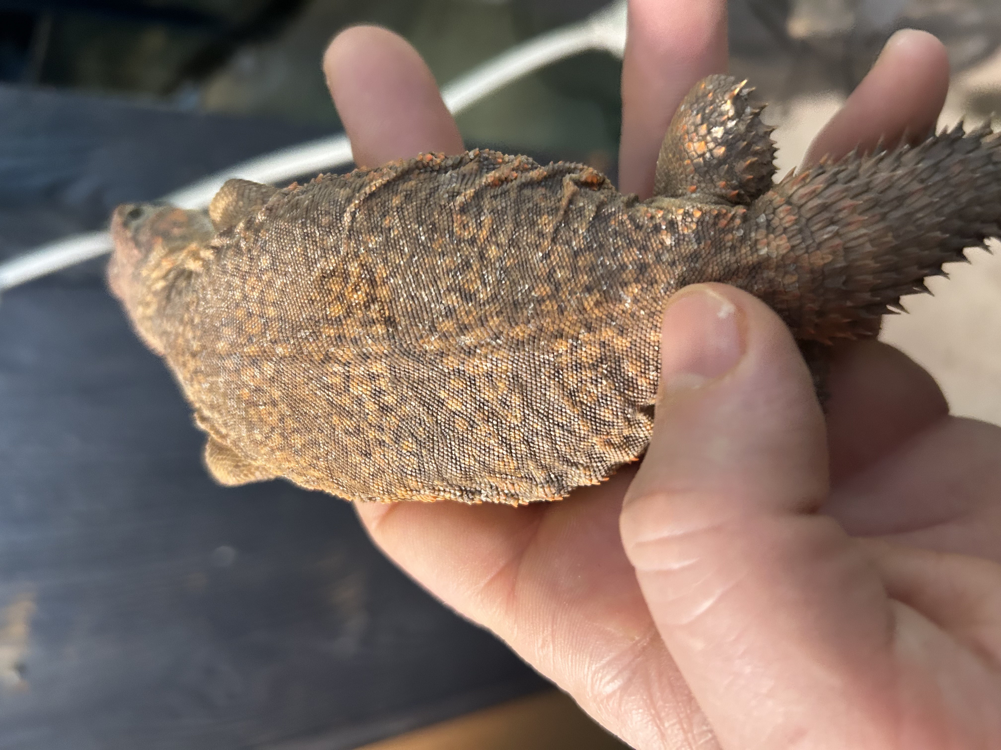 Niger Uromastyx
