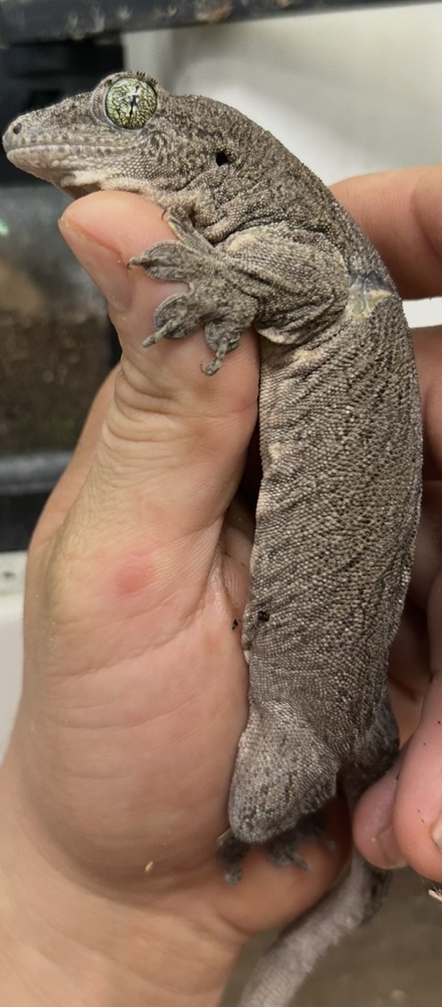 Giant Halmahera Gecko