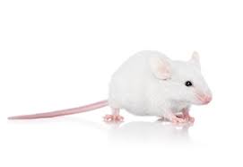Adult Mouse