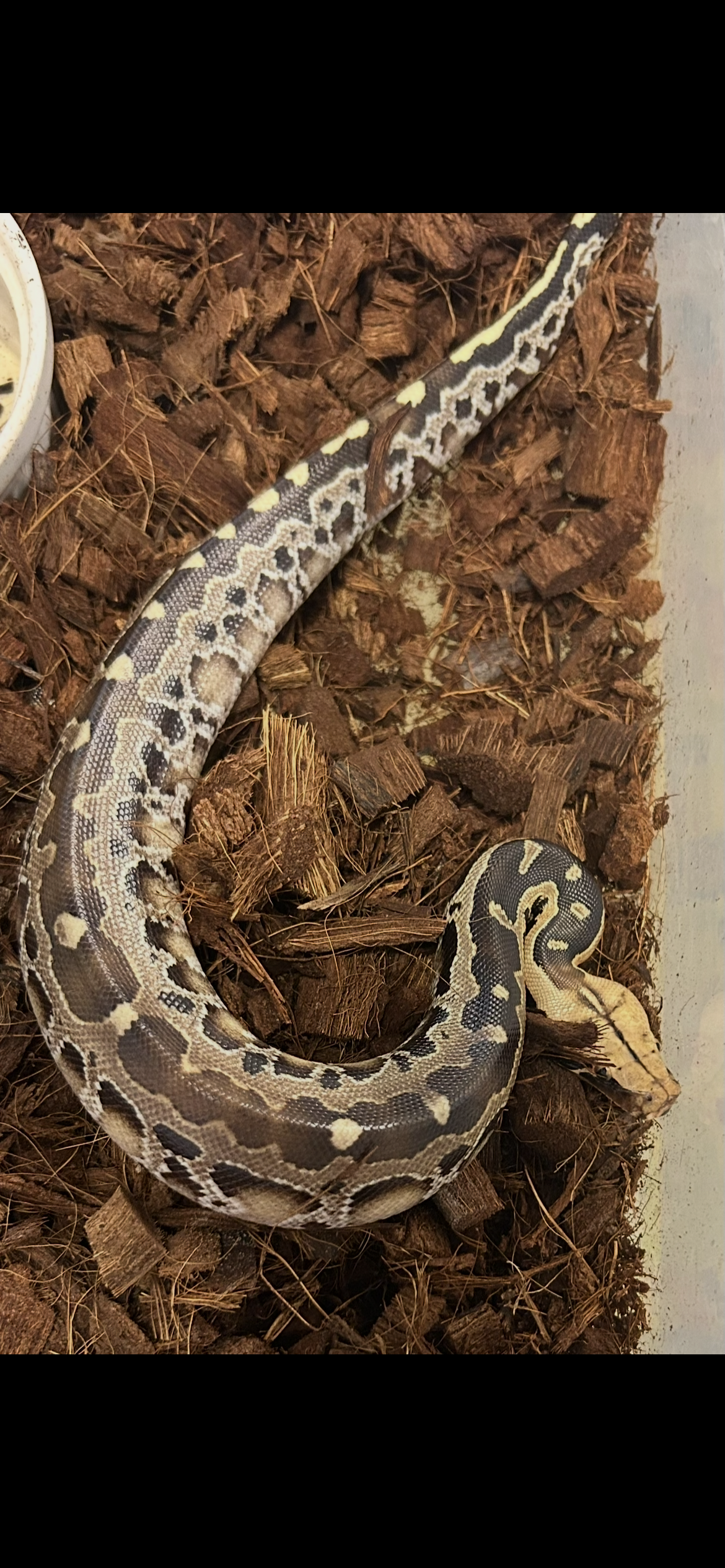 Borneo short tailed python