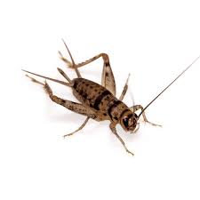 3/4 Banded Cricket 1000lot