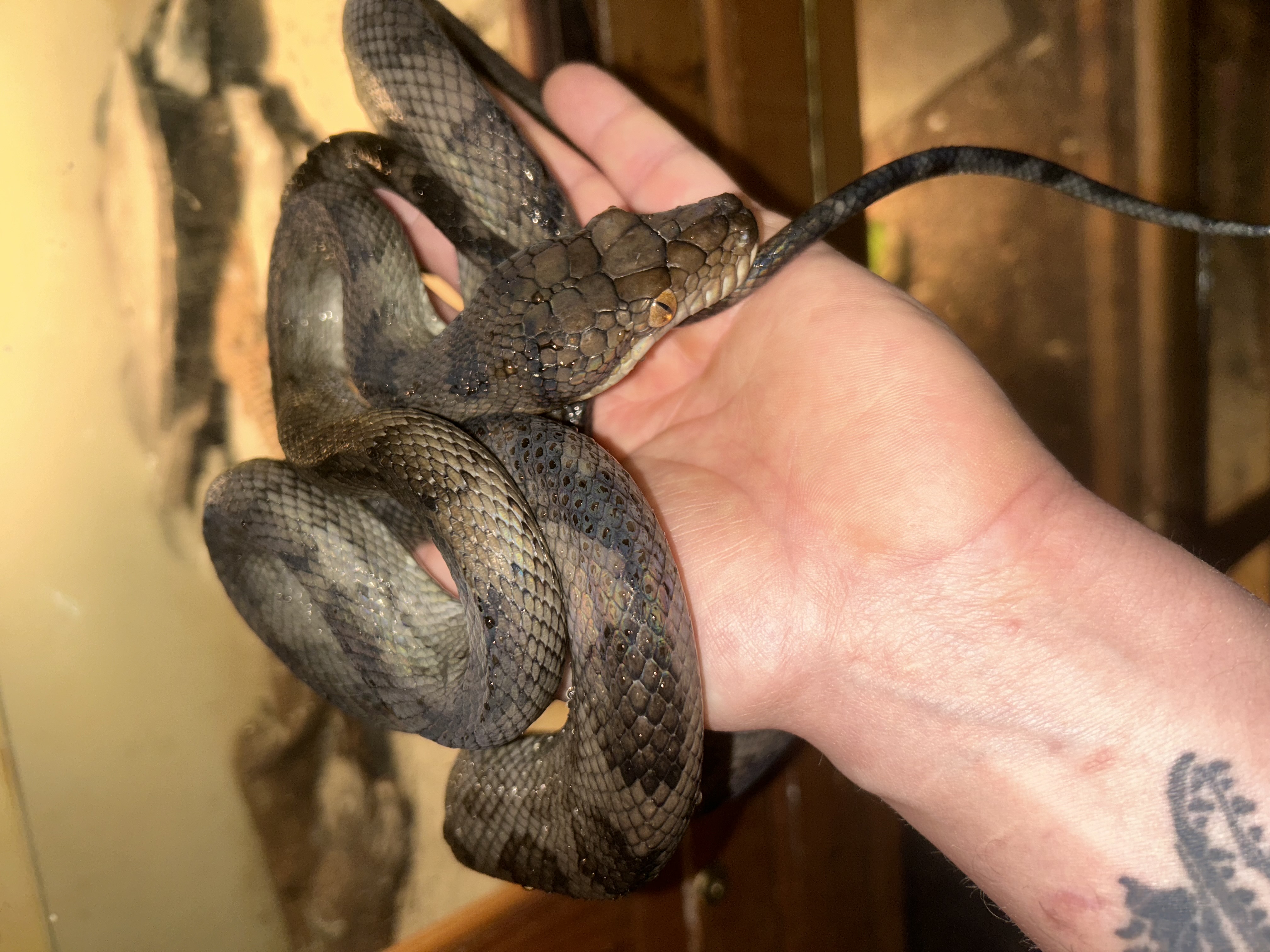 Halmahera Pythons