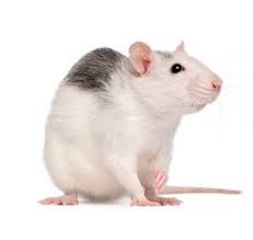 Small Rat