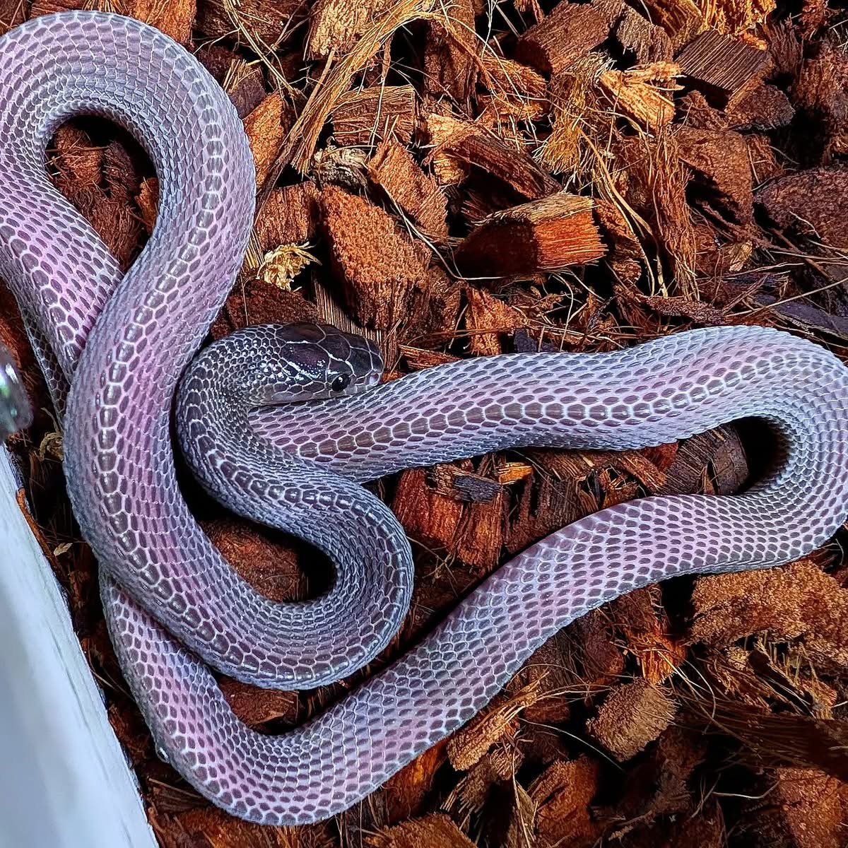 West African File Snakes