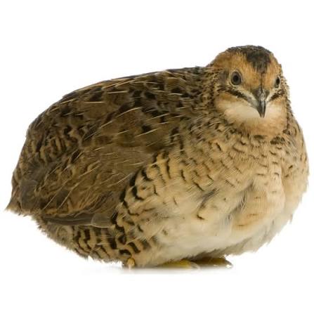 Large Quail 80-120g