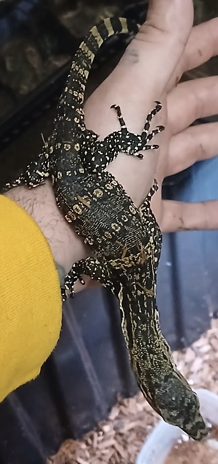 Baby farmed Asian water monitors 